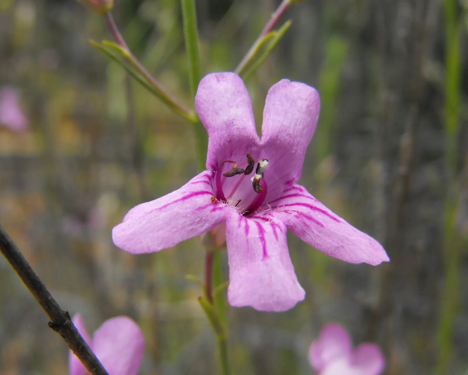 Thurber Penstemon (Penstemon Thurberi) — attracting hummingbirds and butterflies
