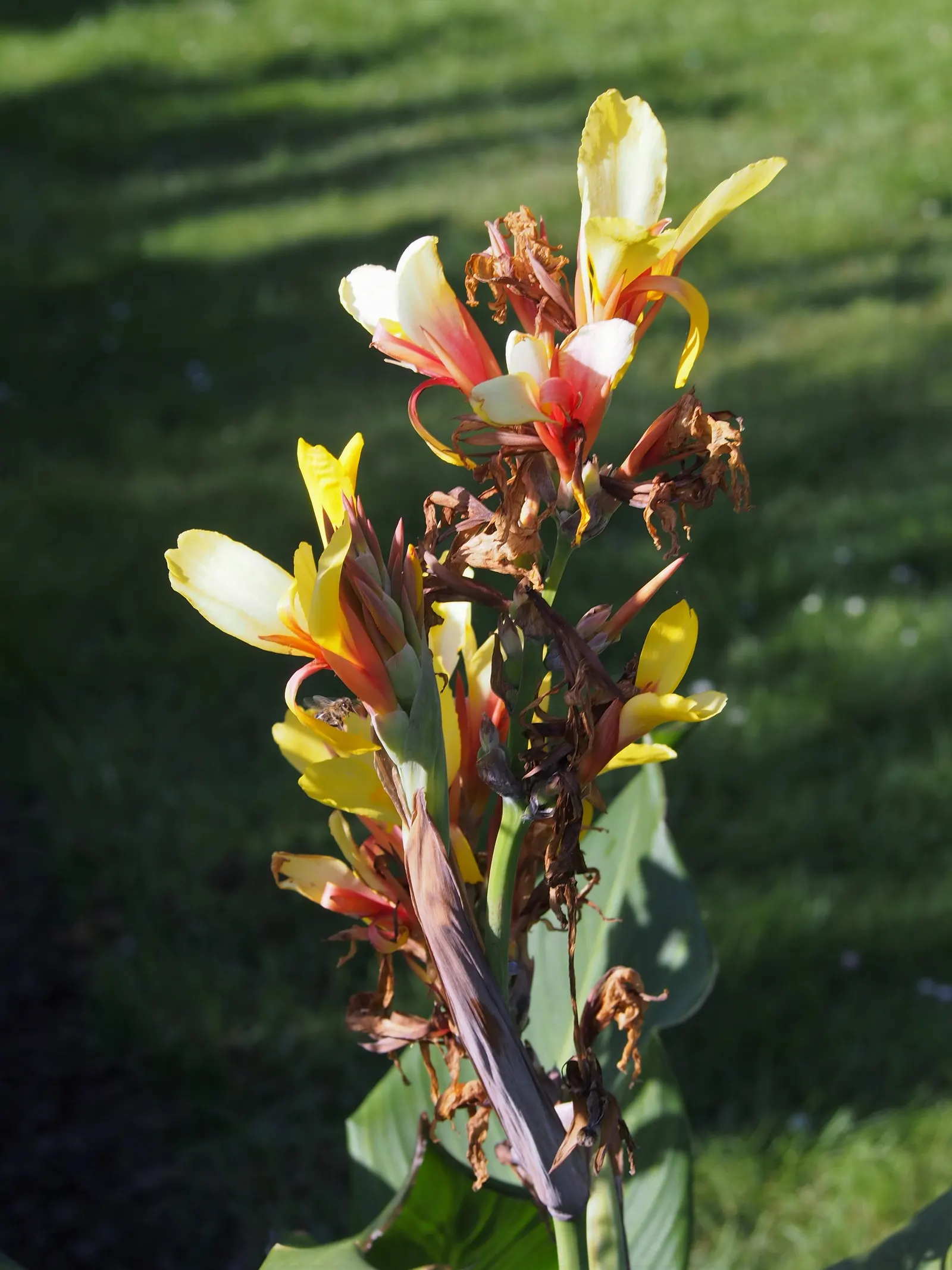Canna (Canna X Generalis) — the Canna produces blossoms in a palette of red; red flowers in the garden, image 119