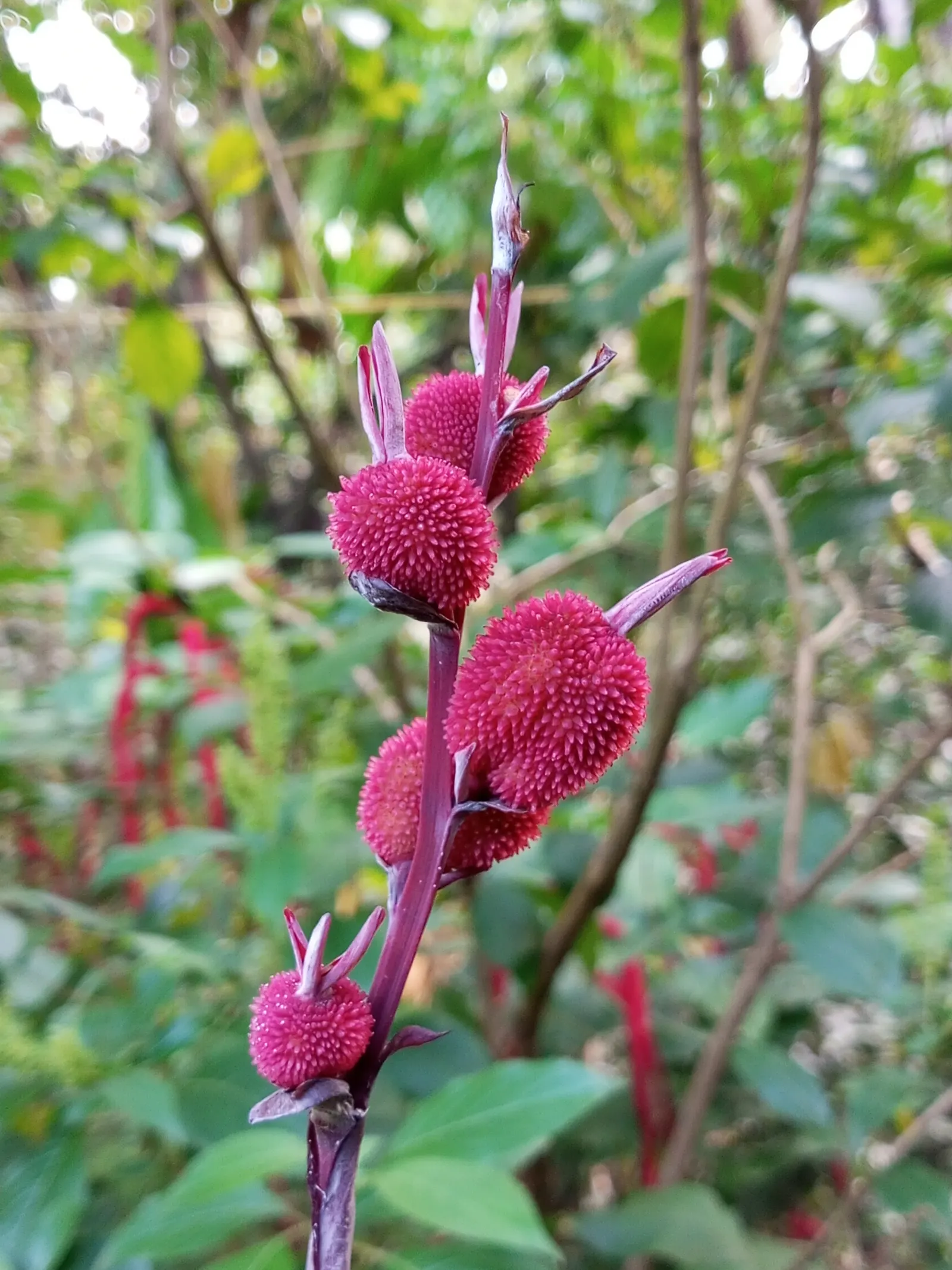 Canna (Canna X Generalis) — making them an economical and enduring choice.<br><br>Note: Measurements provided are in imperial units; tropical foliage and bold