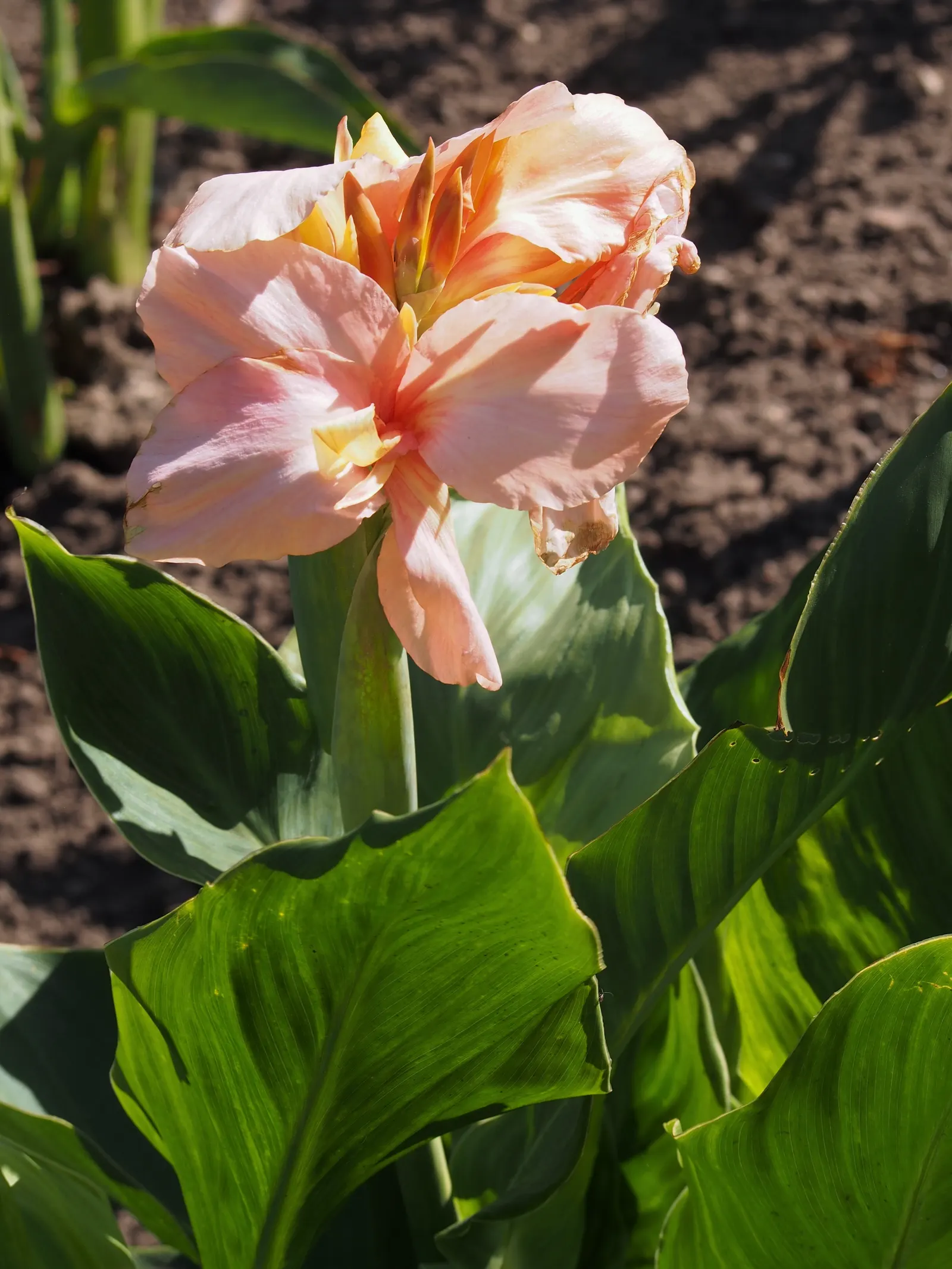 Canna (Canna X Generalis) — perennial for full or half; making them an economical and enduring choice.<br><br>Note: Measurements provided are in, image 130