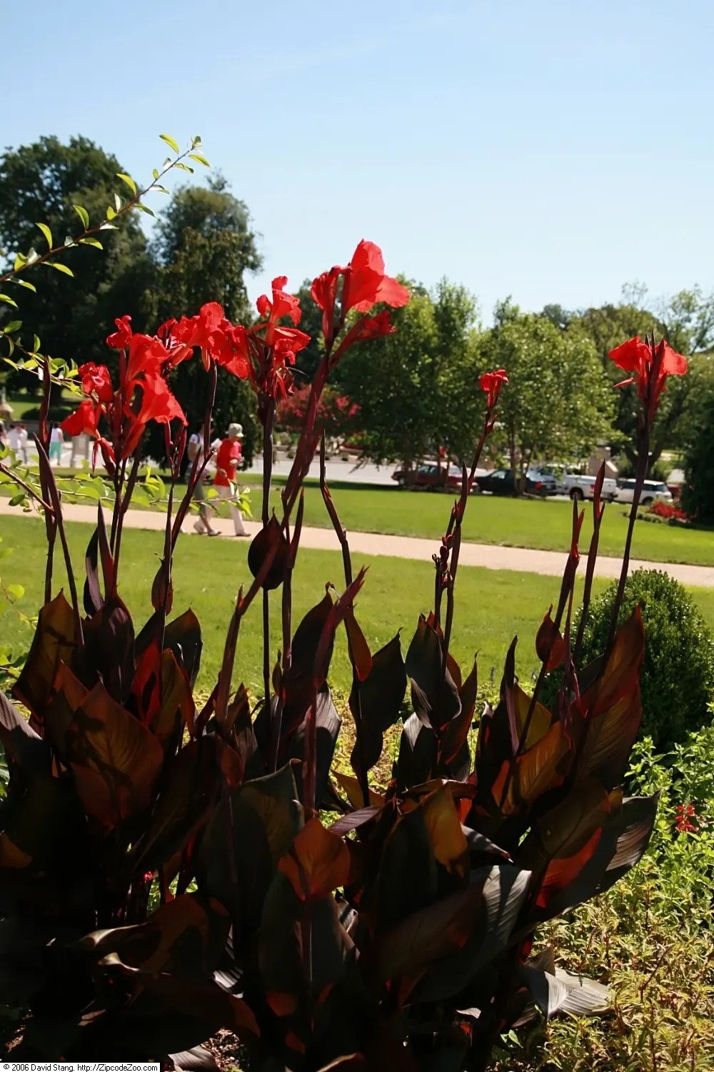 Canna (Canna X Generalis) — They create a dense clump; often multicolored flowers atop stems ranging 1.5-8 feet high