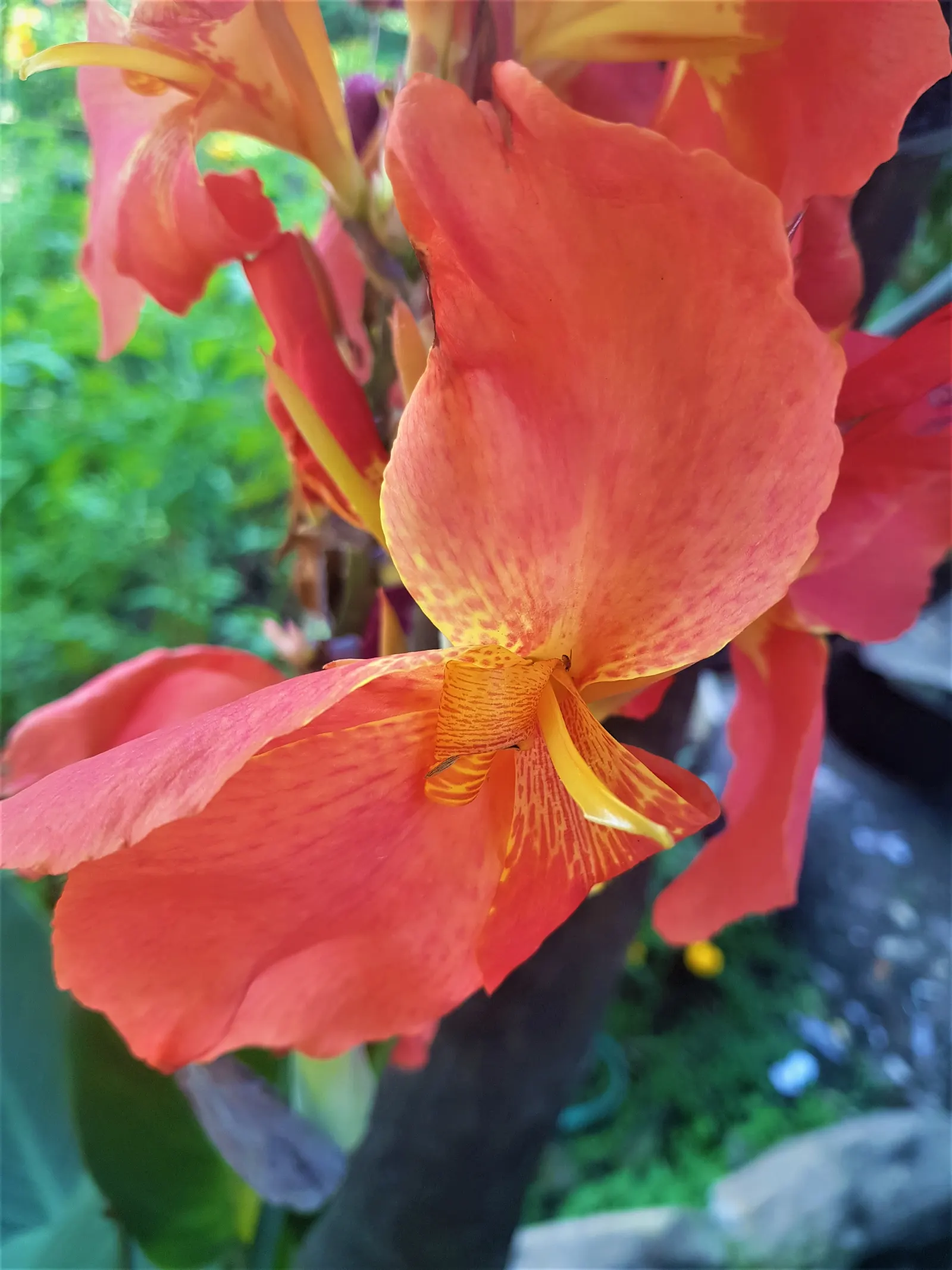 Canna (Canna X Generalis) — The leaves are large and paddle-shaped; commonly referred to as the canna lily, image 113