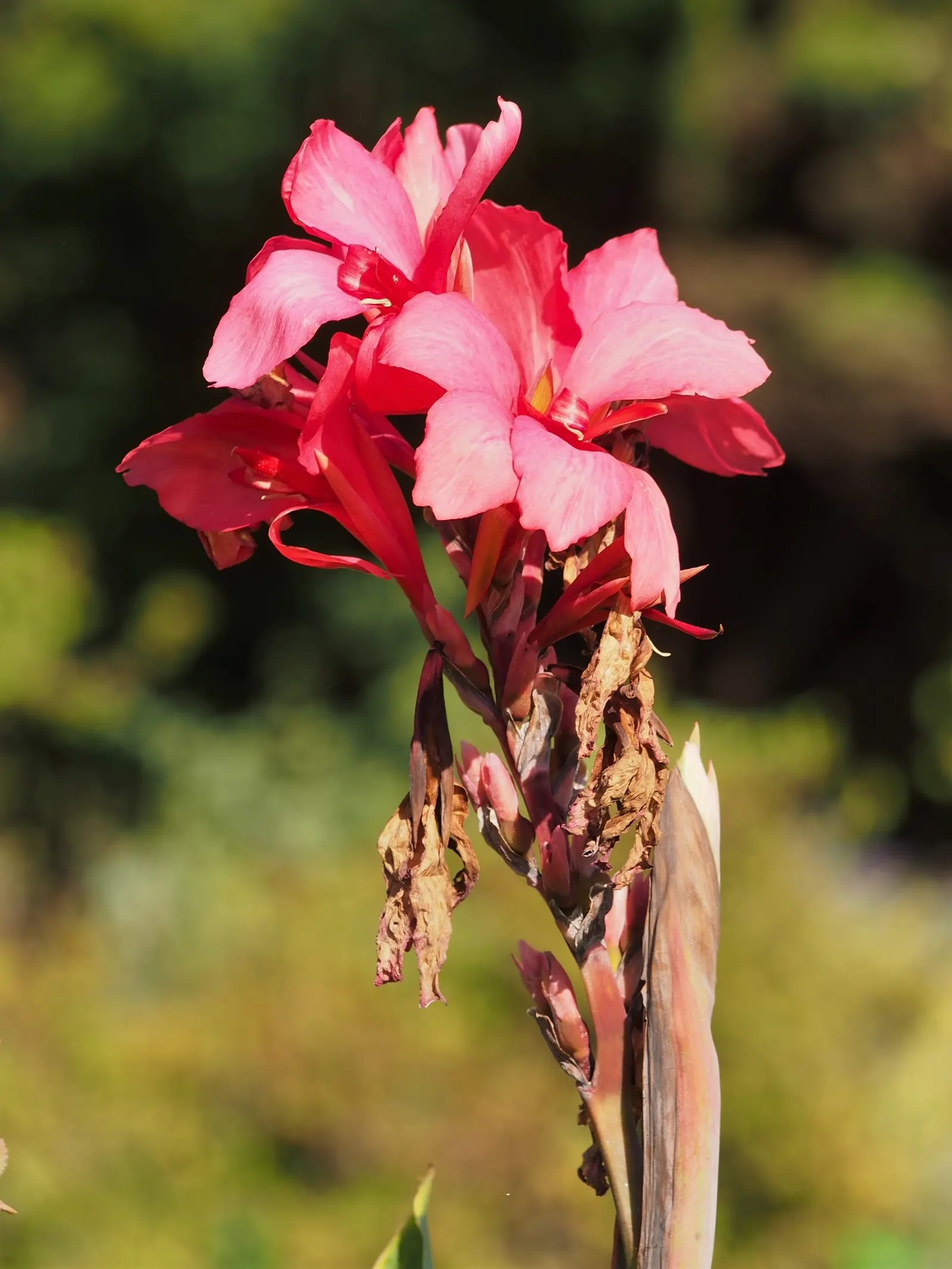 Canna (Canna X Generalis) — commonly known as Canna Lily; thriving in full sun to partial shade, they require moist, well-drained soil, image 53