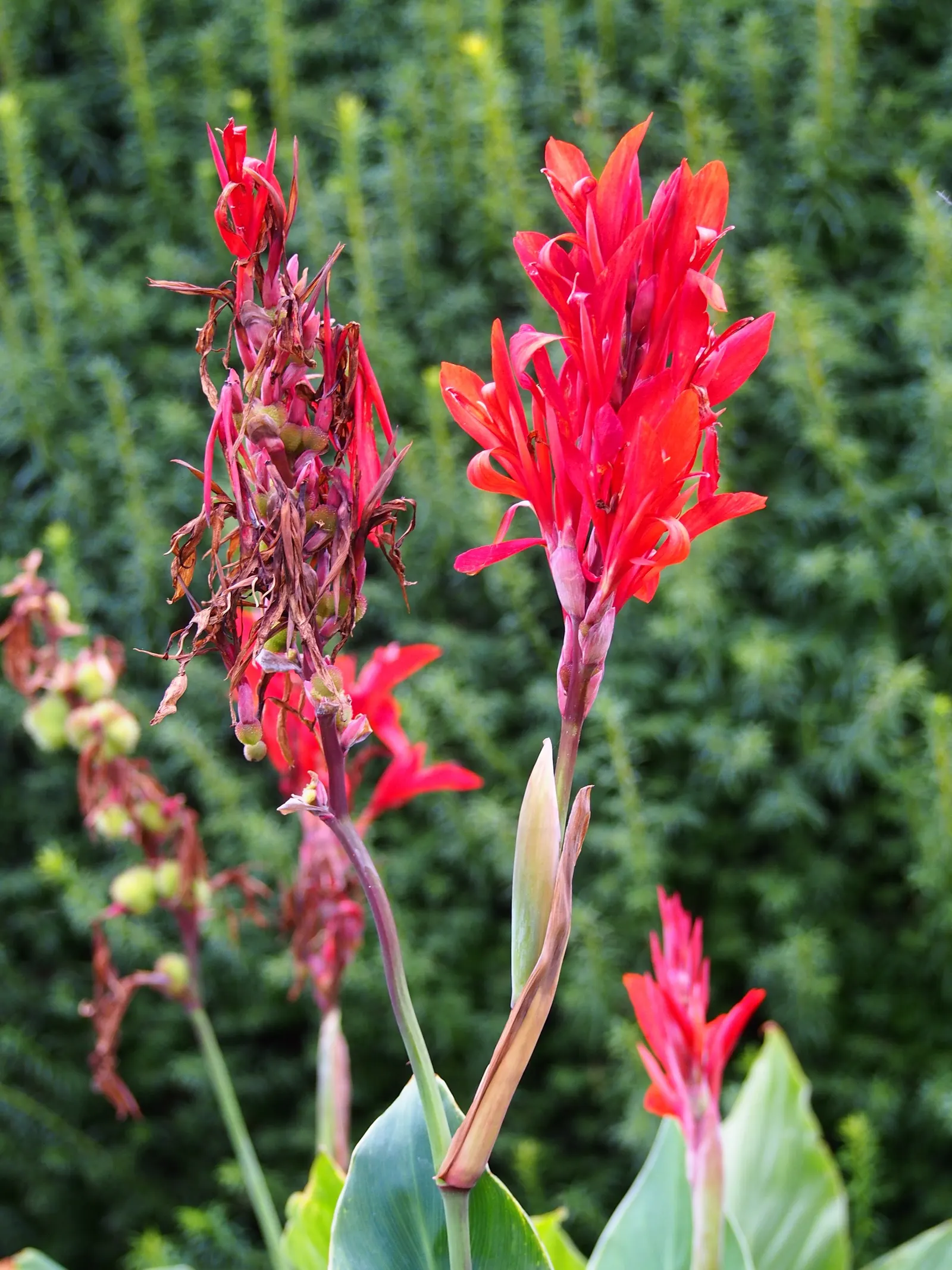 Canna (Canna X Generalis) — red flowers in the garden; the leaves are large and paddle-shaped, image 76