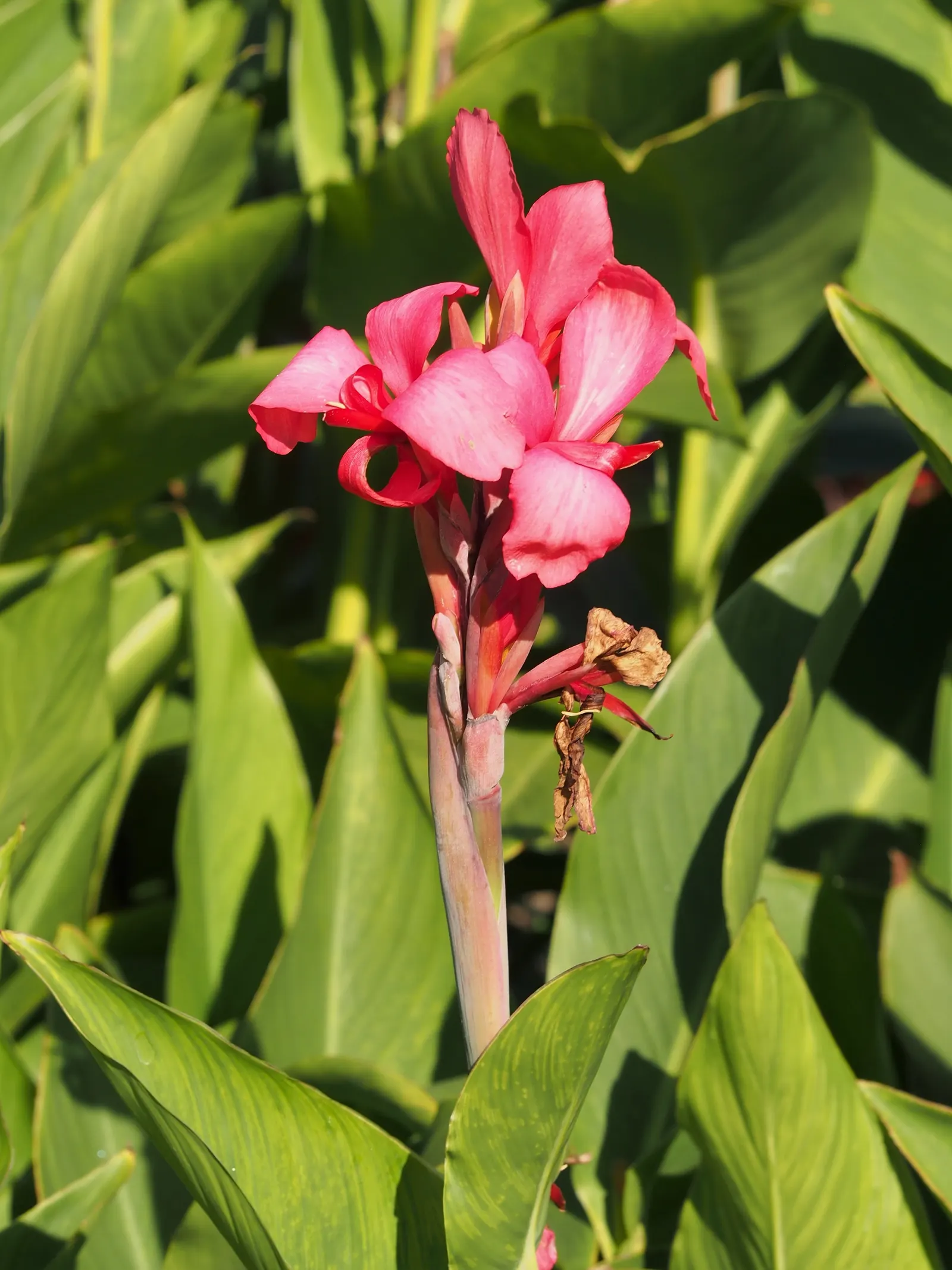 Canna (Canna X Generalis) — Cannas are perennials in warmer climates and can be overwintered indoors in colder regions; their vibrant presence, image 83