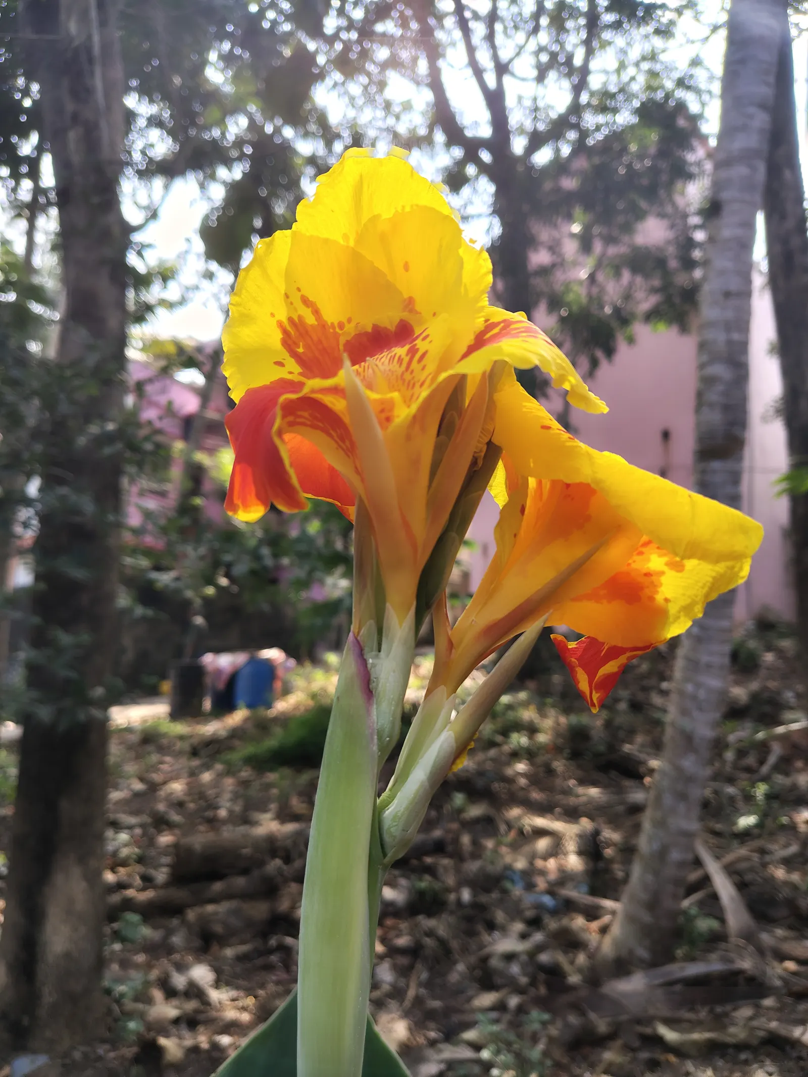 Canna (Canna X Generalis) — the Canna produces blossoms in a palette of red