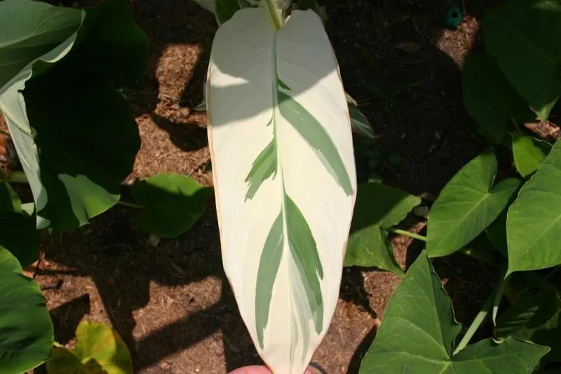 Canna (Canna X Generalis) — They require well-draining soil and benefit from regular watering; perennial for full or half