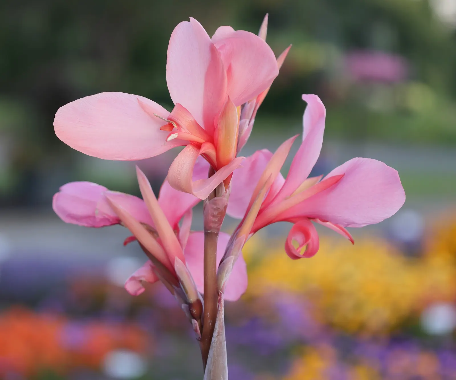 Canna (Canna X Generalis) — tropical foliage and bold; which make them a visual centerpiece in garden beds, image 132