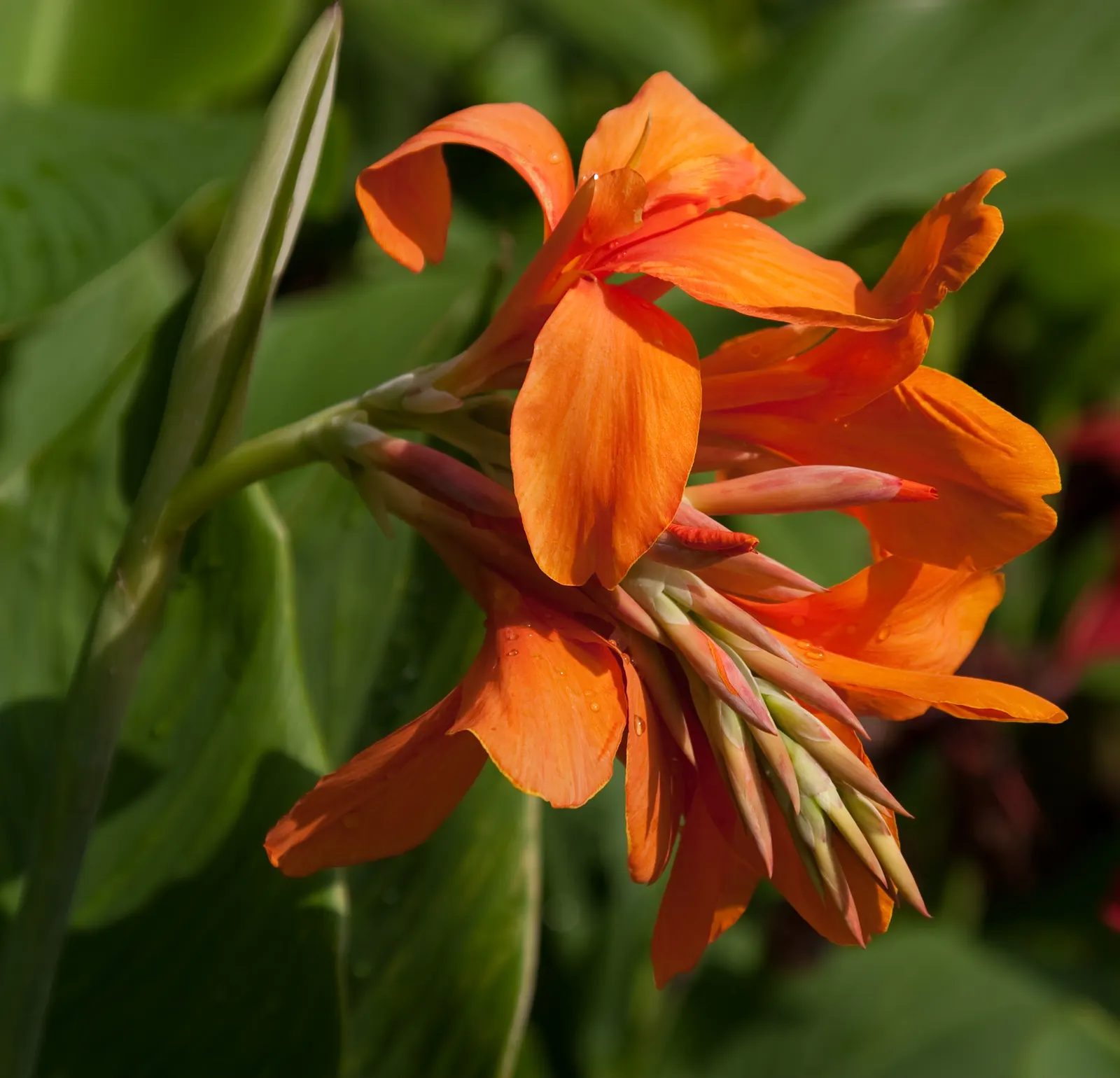 Canna (Canna X Generalis) — perennial with red blooms; each flower intricately spotted or speckled, image 77