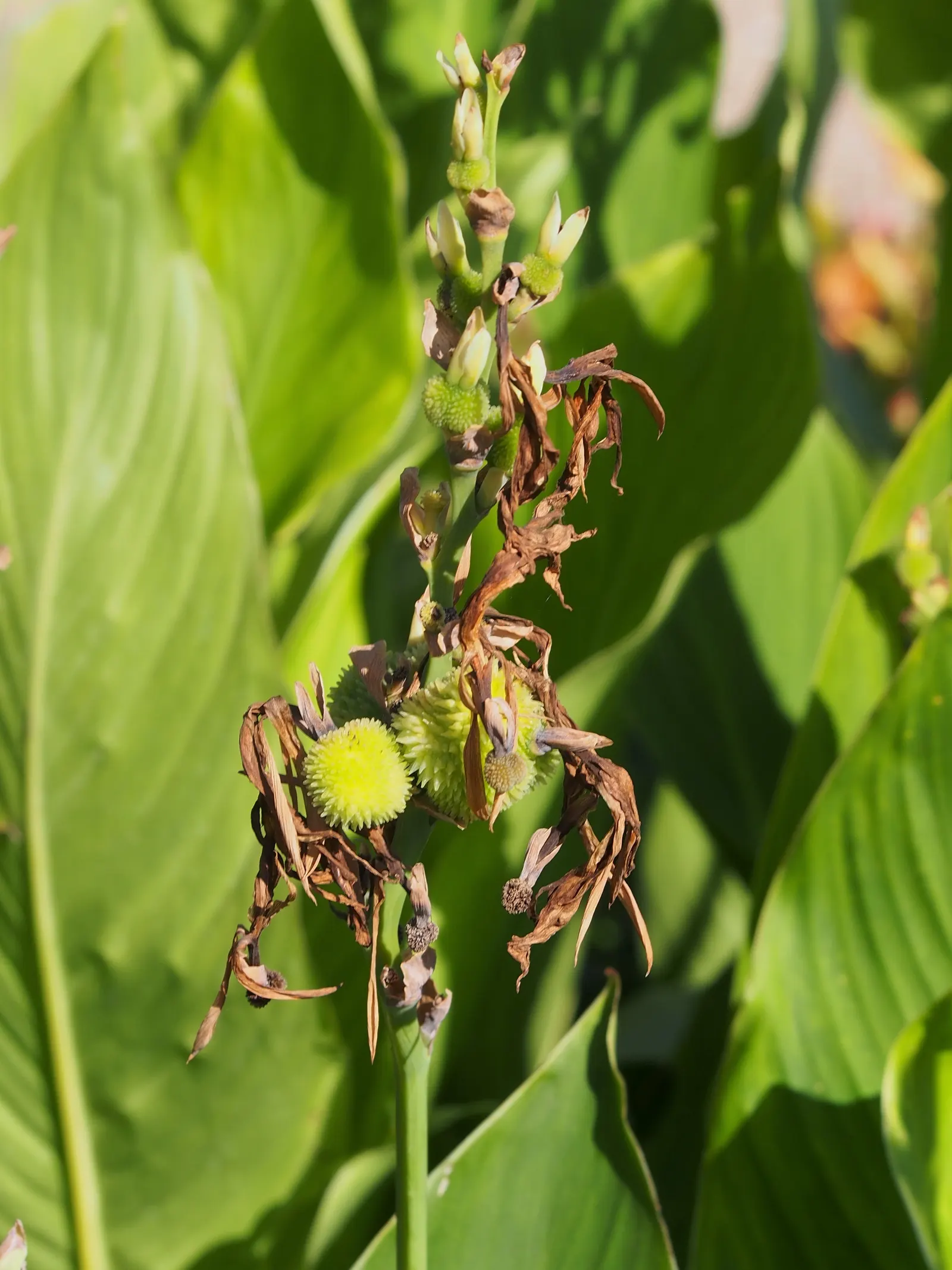 Canna (Canna X Generalis) — commonly known as Canna Lily; thriving in full sun to partial shade, they require moist, well-drained soil, image 131