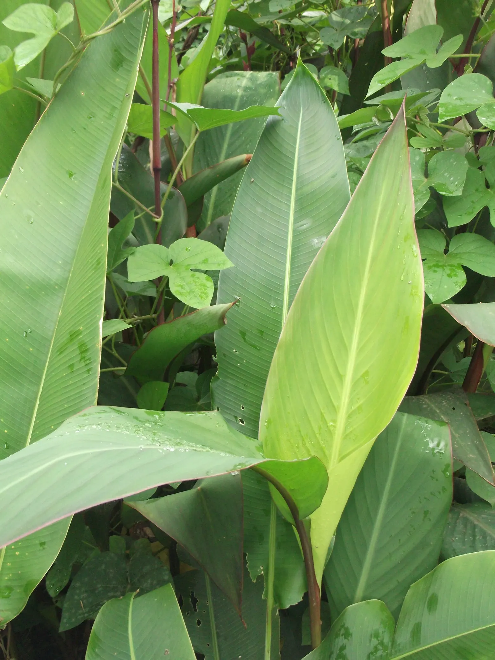 Canna (Canna X Generalis) — with a spread of 1.5 to 3 feet.<br><br>Flowering from mid-summer to the first frost; benefiting pollinators like, image 118