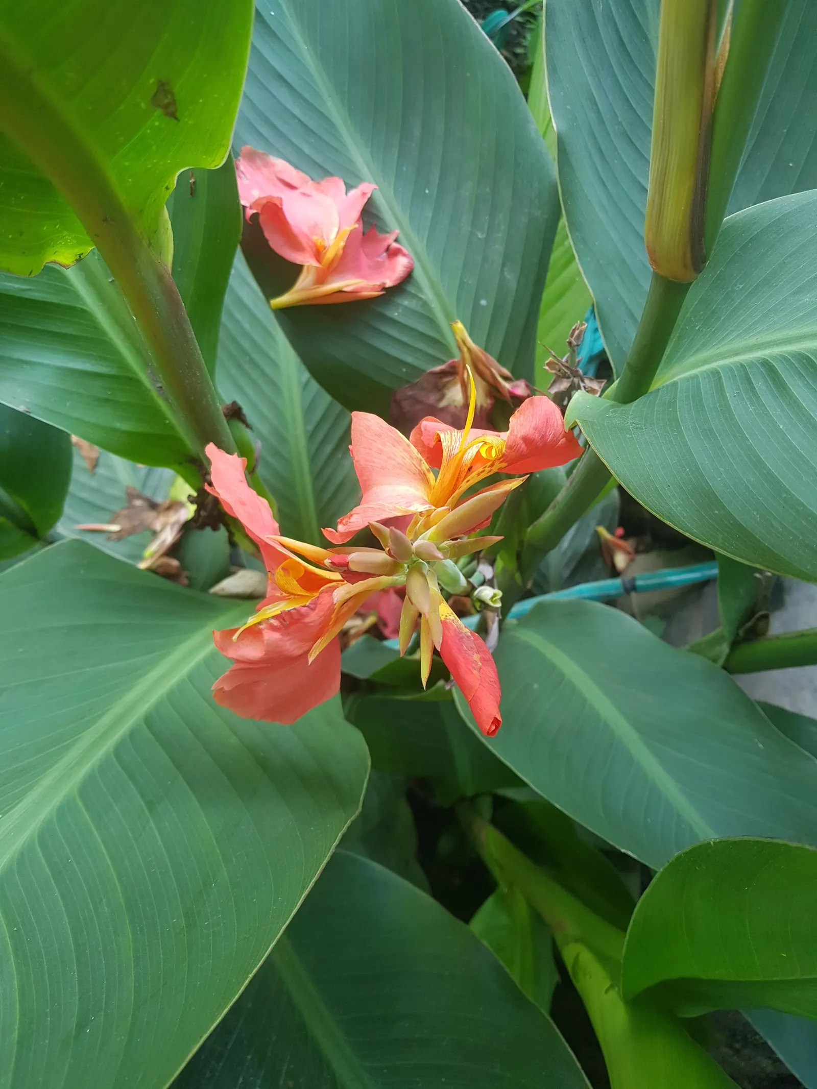 Canna (Canna X Generalis) — typically reaching heights of 1.5 to 6 feet; often boasting hues of green to bronze and even variegated stripes, image 91