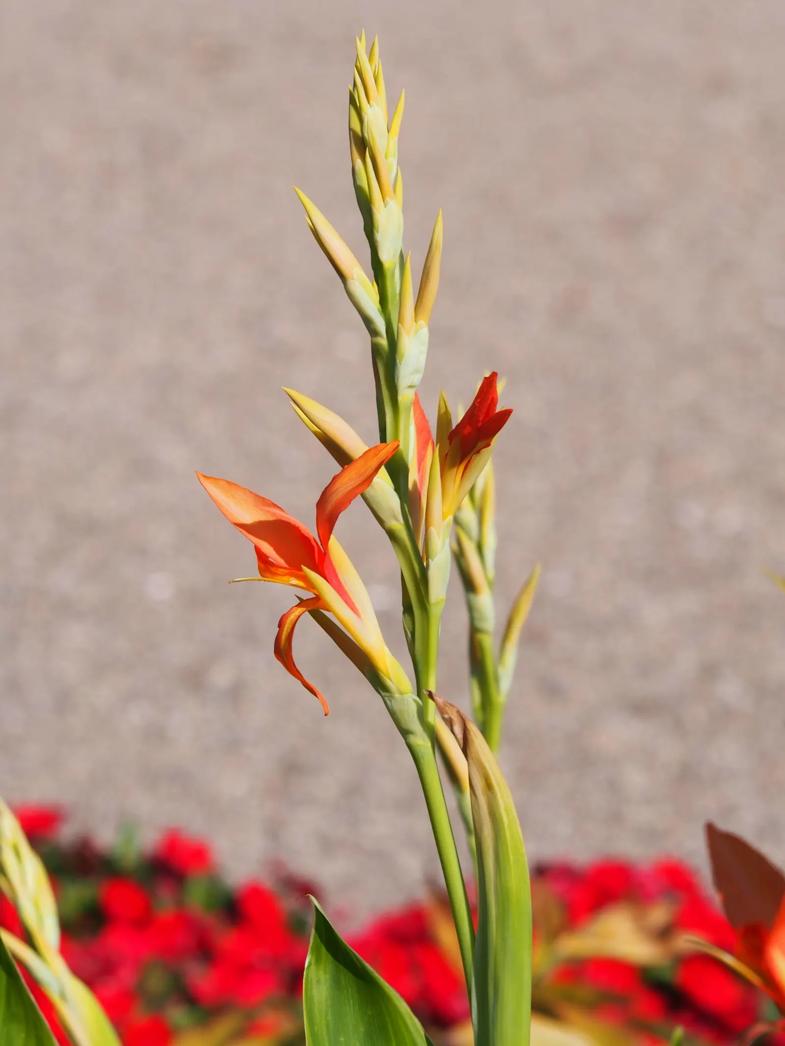 Canna (Canna X Generalis) — perennial for full or half; making them an economical and enduring choice.<br><br>Note: Measurements provided are in, image 104