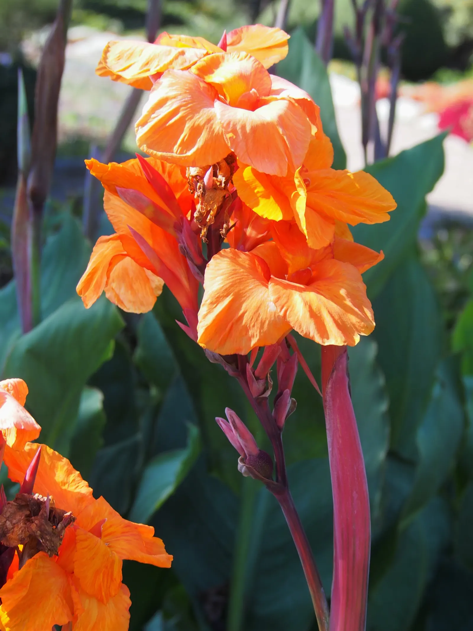 Canna (Canna X Generalis) — which make them a visual centerpiece in garden beds; their rhizomatous root system enables easy propagation, image 115