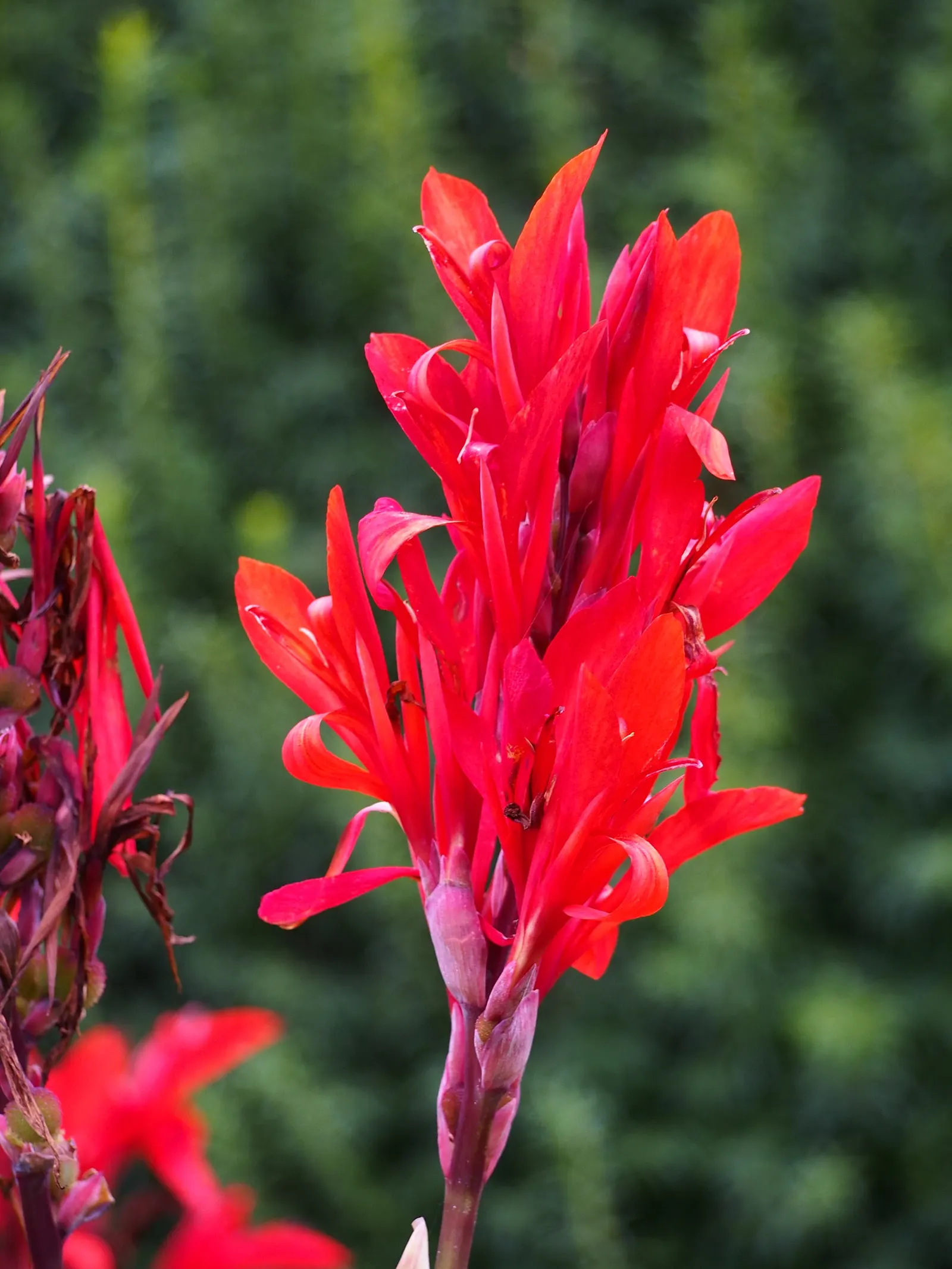 Canna (Canna X Generalis) — often multicolored flowers atop stems ranging 1.5-8 feet high