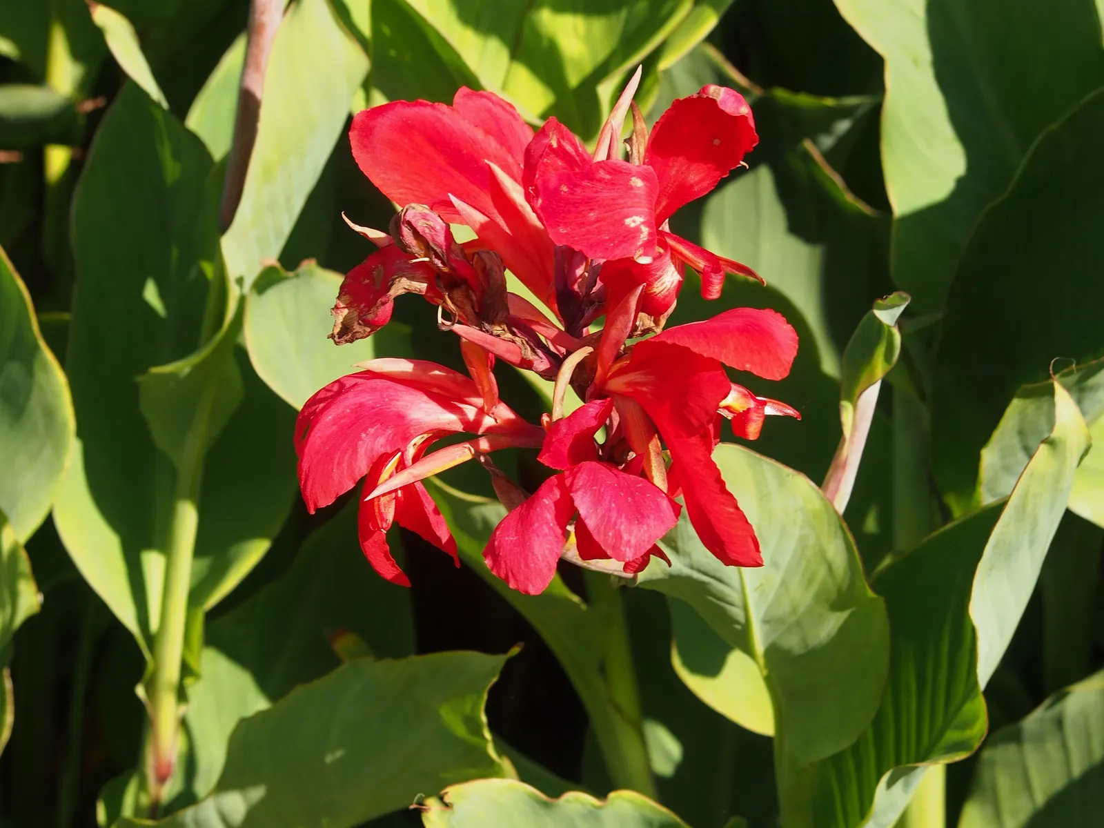 Canna (Canna X Generalis) — commonly known as Canna Lily