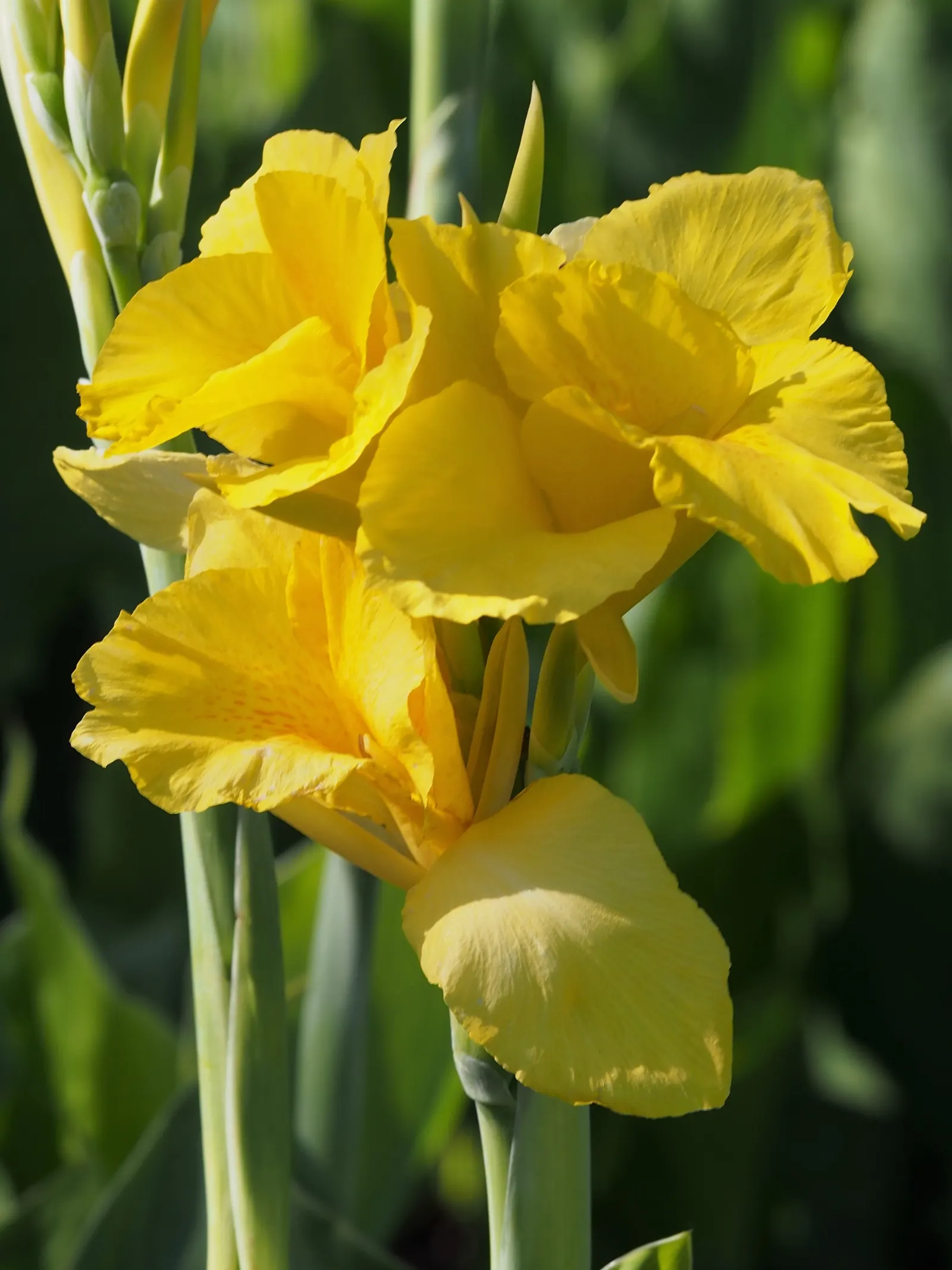 Canna (Canna X Generalis) — Thriving in full sun to partial shade, they require moist, well-drained soil; perennial with red blooms