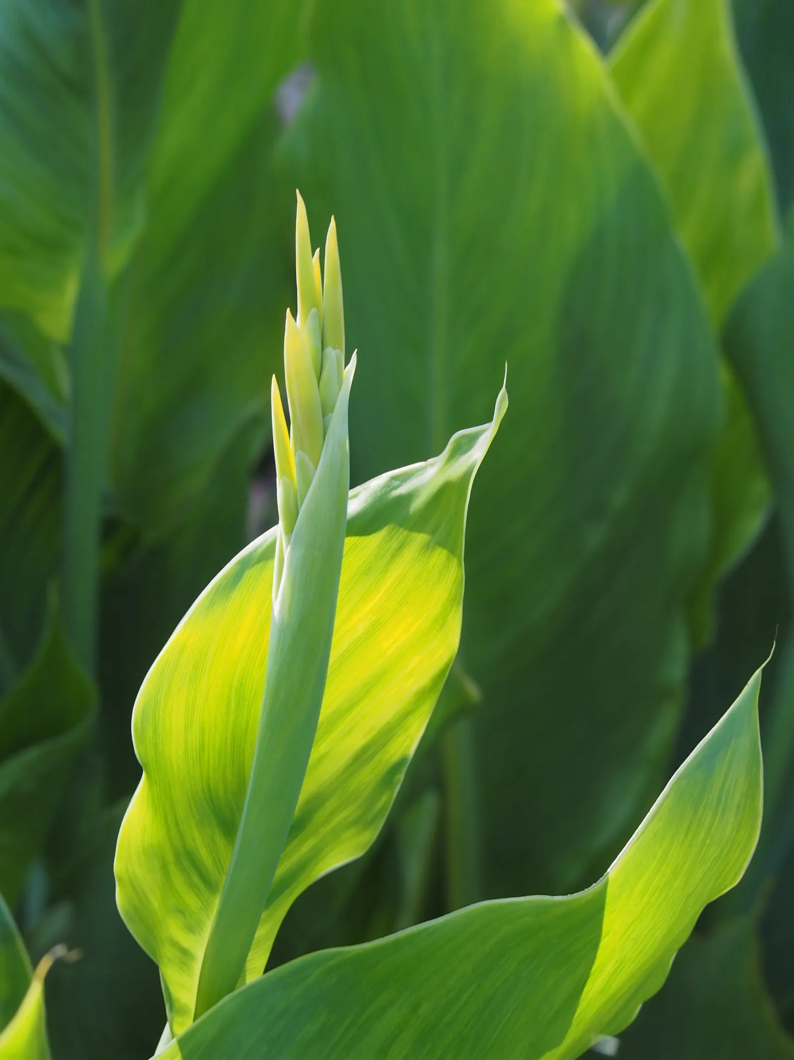 Canna (Canna X Generalis) — often boasting hues of green to bronze and even variegated stripes; the Canna produces blossoms in a palette of red