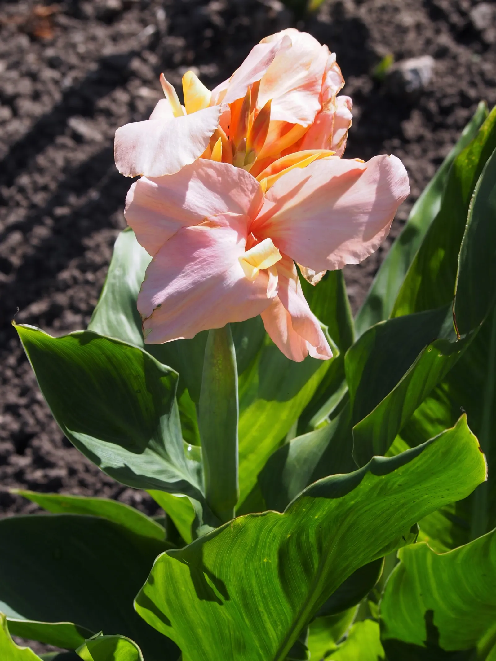 Canna (Canna X Generalis) — making them an economical and enduring choice.<br><br>Note: Measurements provided are in imperial units