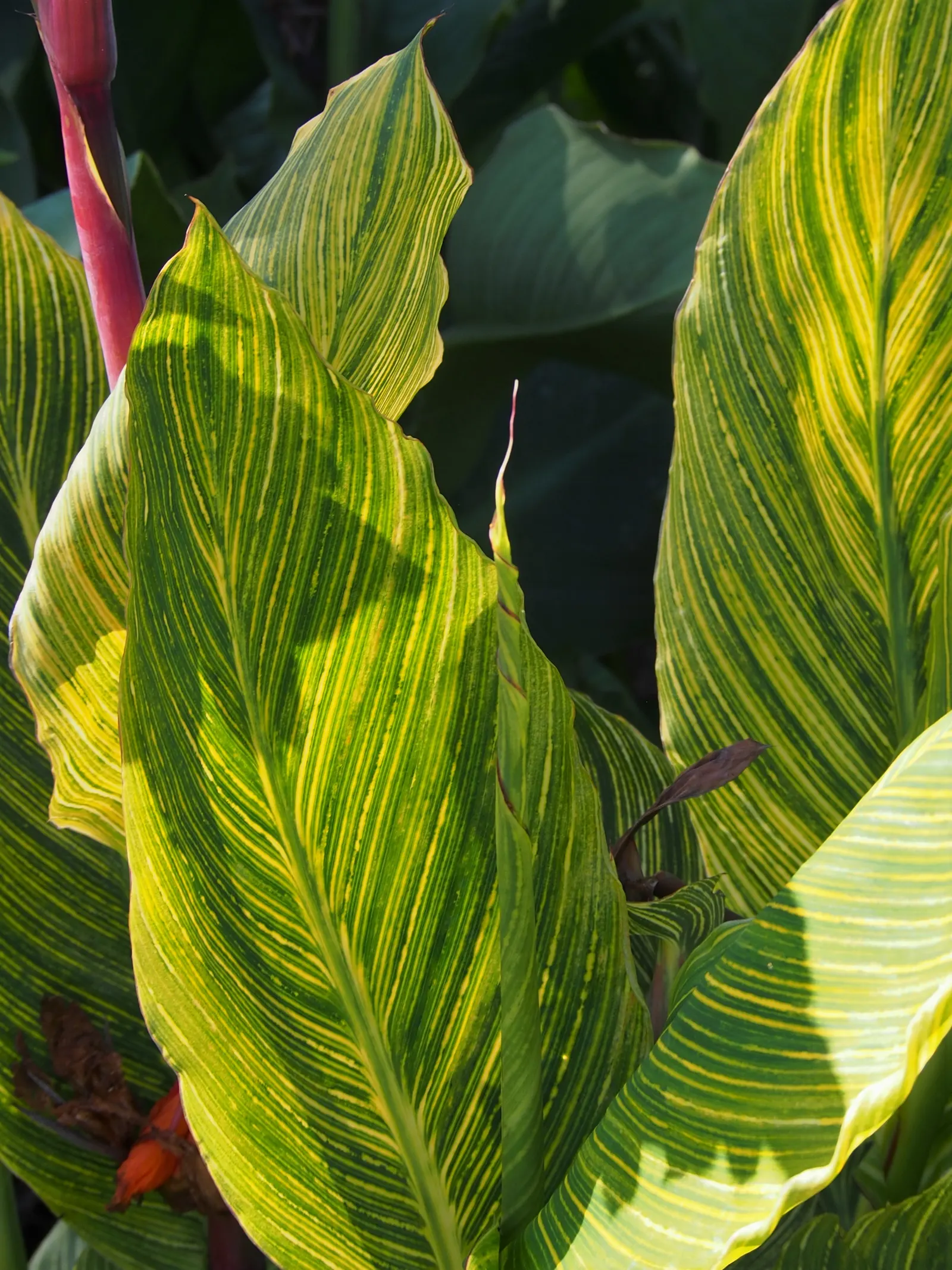 Canna (Canna X Generalis) — commonly known as Canna Lily; thriving in full sun to partial shade, they require moist, well-drained soil, image 105