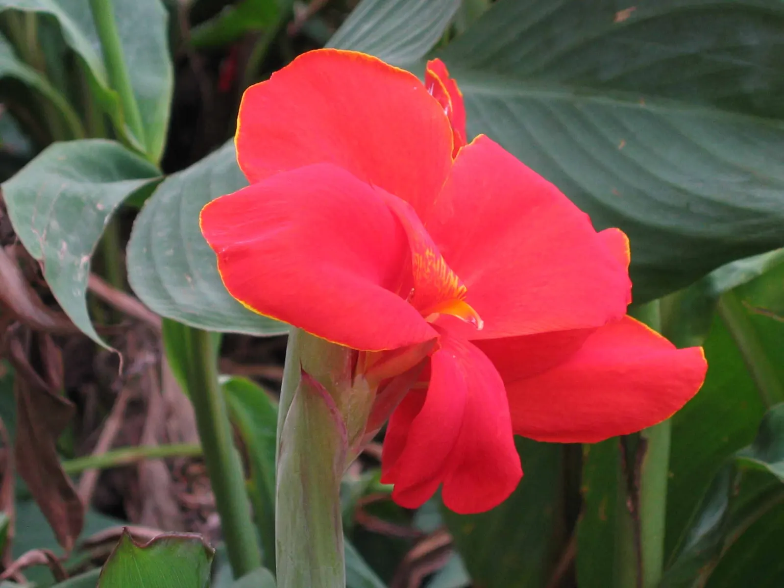 Canna (Canna X Generalis) — perennial with red blooms; each flower intricately spotted or speckled, image 103