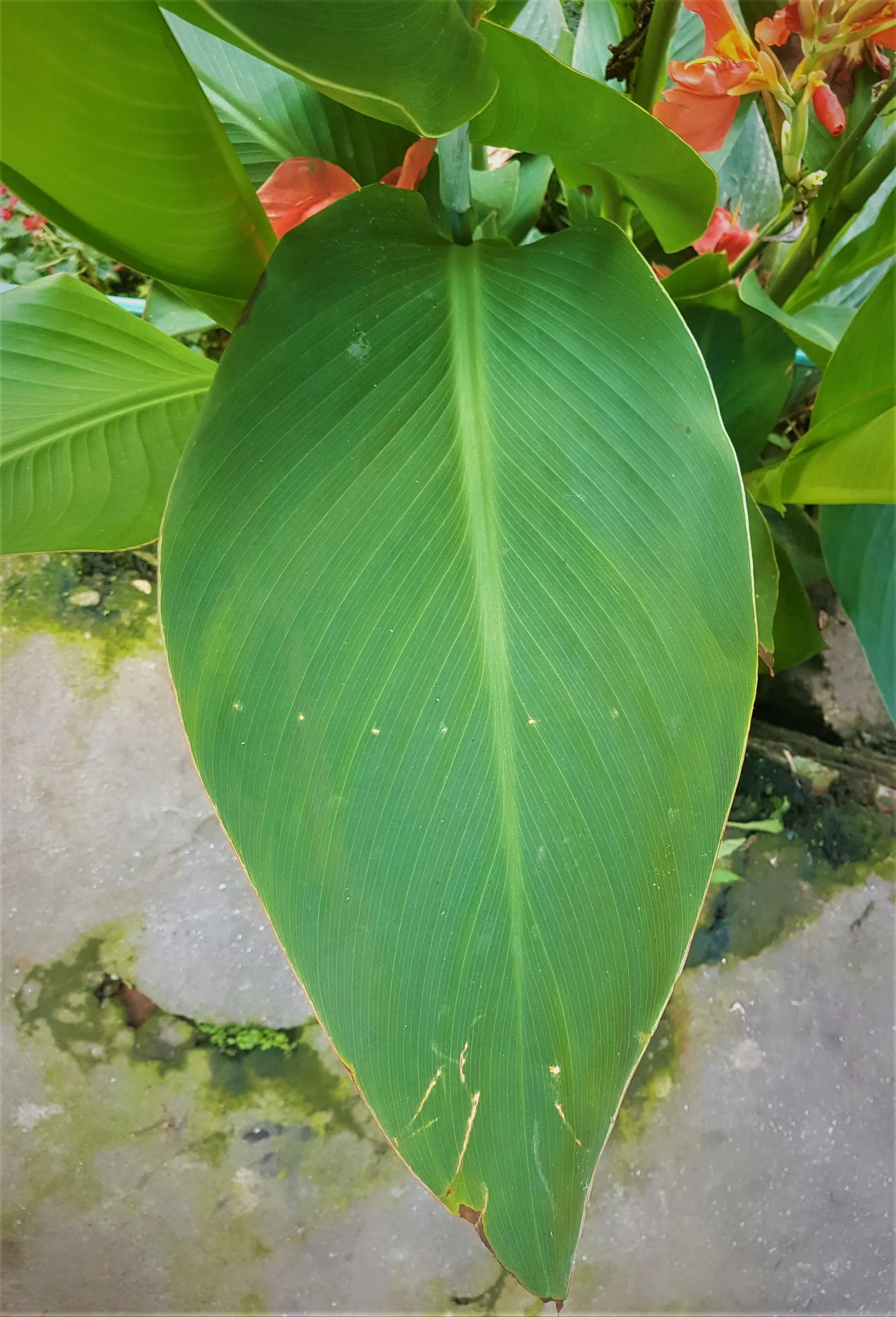 Canna (Canna X Generalis) — Their rhizomatous root system enables easy propagation; cannas offer year-round interest due to their perennial nature, image 126