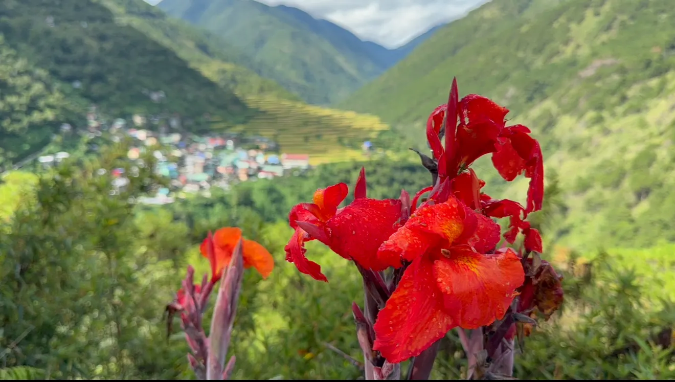 Canna (Canna X Generalis) — Cannas are perennials in warmer climates and can be overwintered indoors in colder regions
