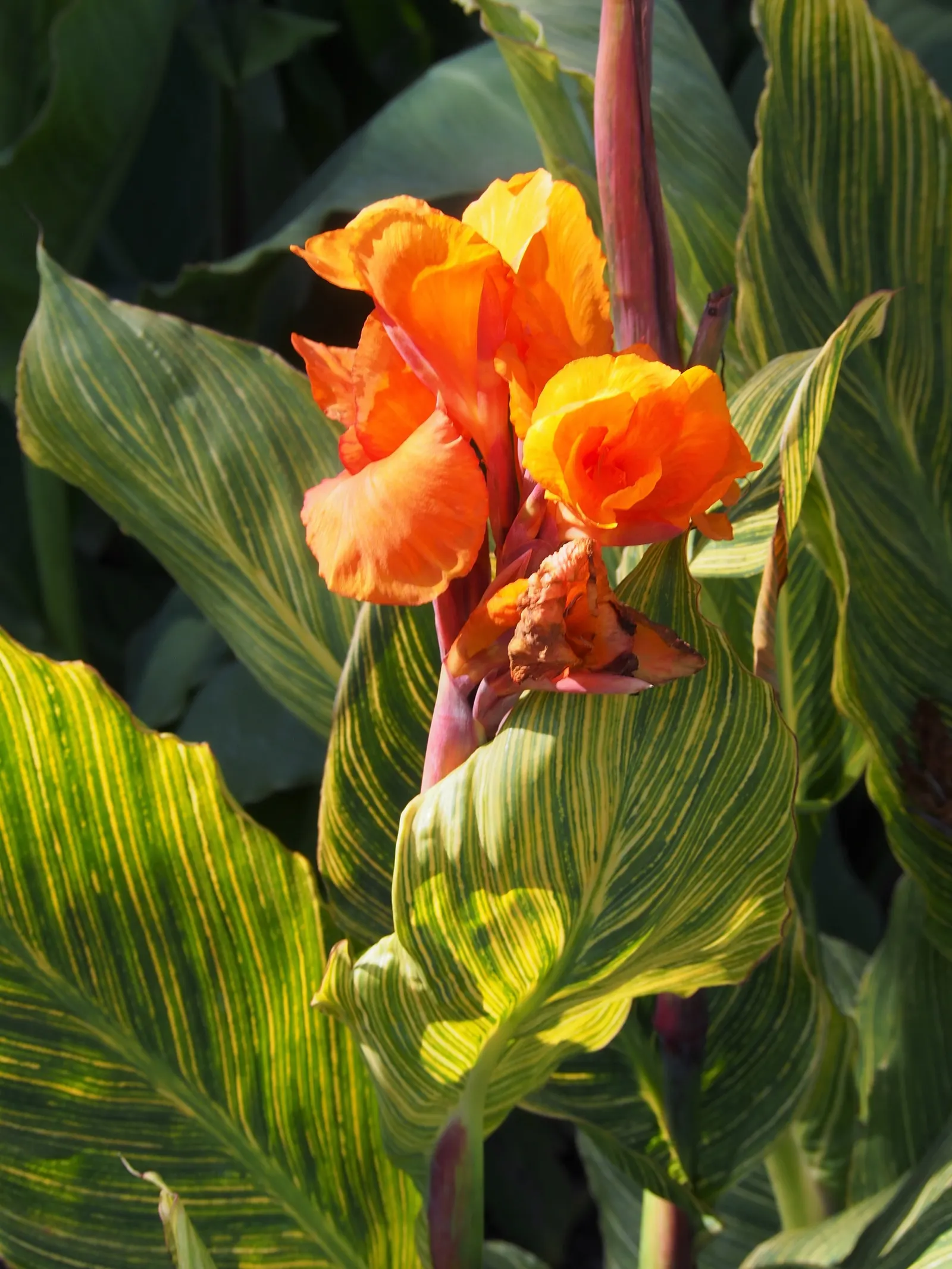 Canna (Canna X Generalis) — each flower intricately spotted or speckled
