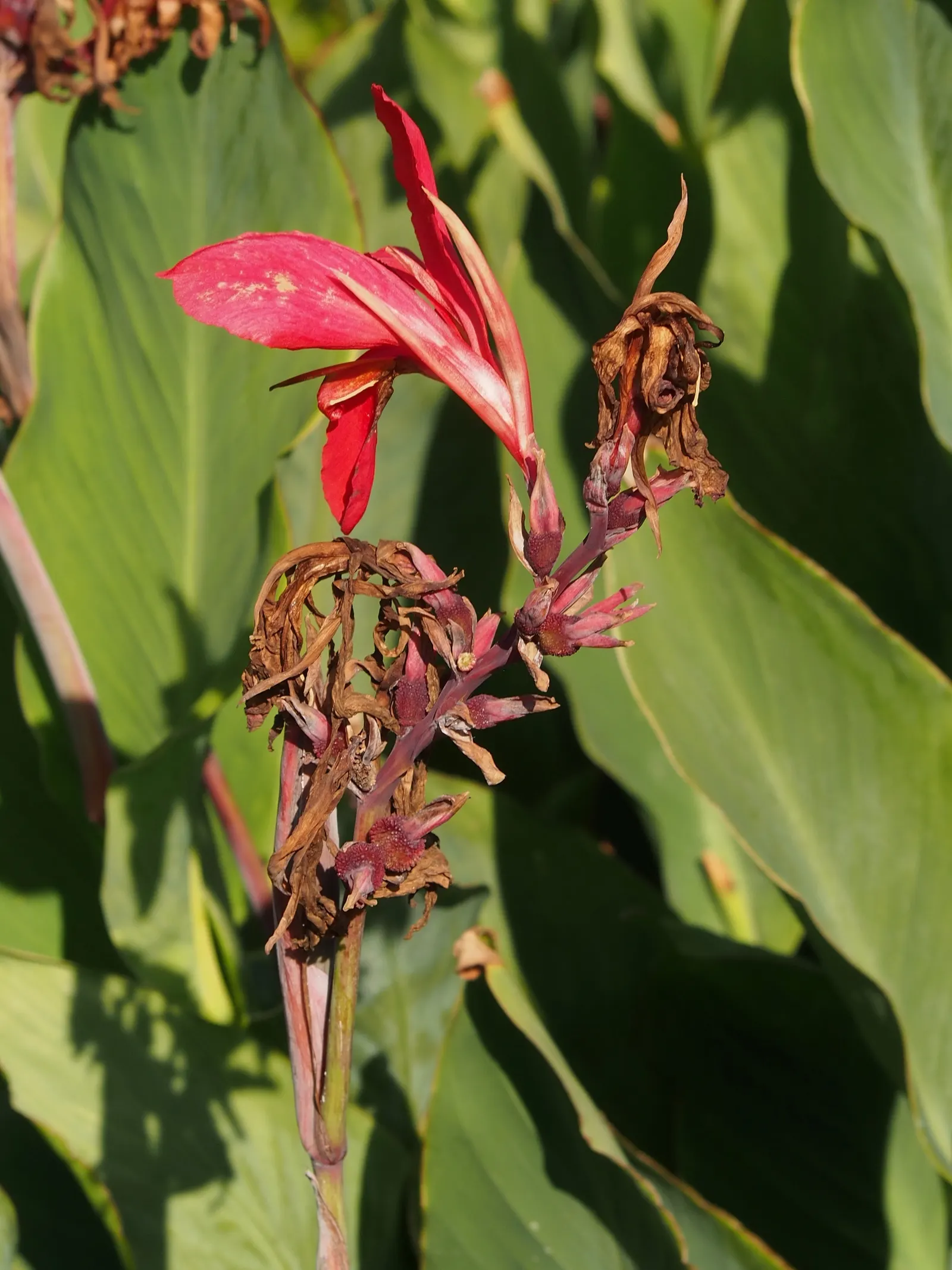 Canna (Canna X Generalis) — red flowers in the garden; the leaves are large and paddle-shaped