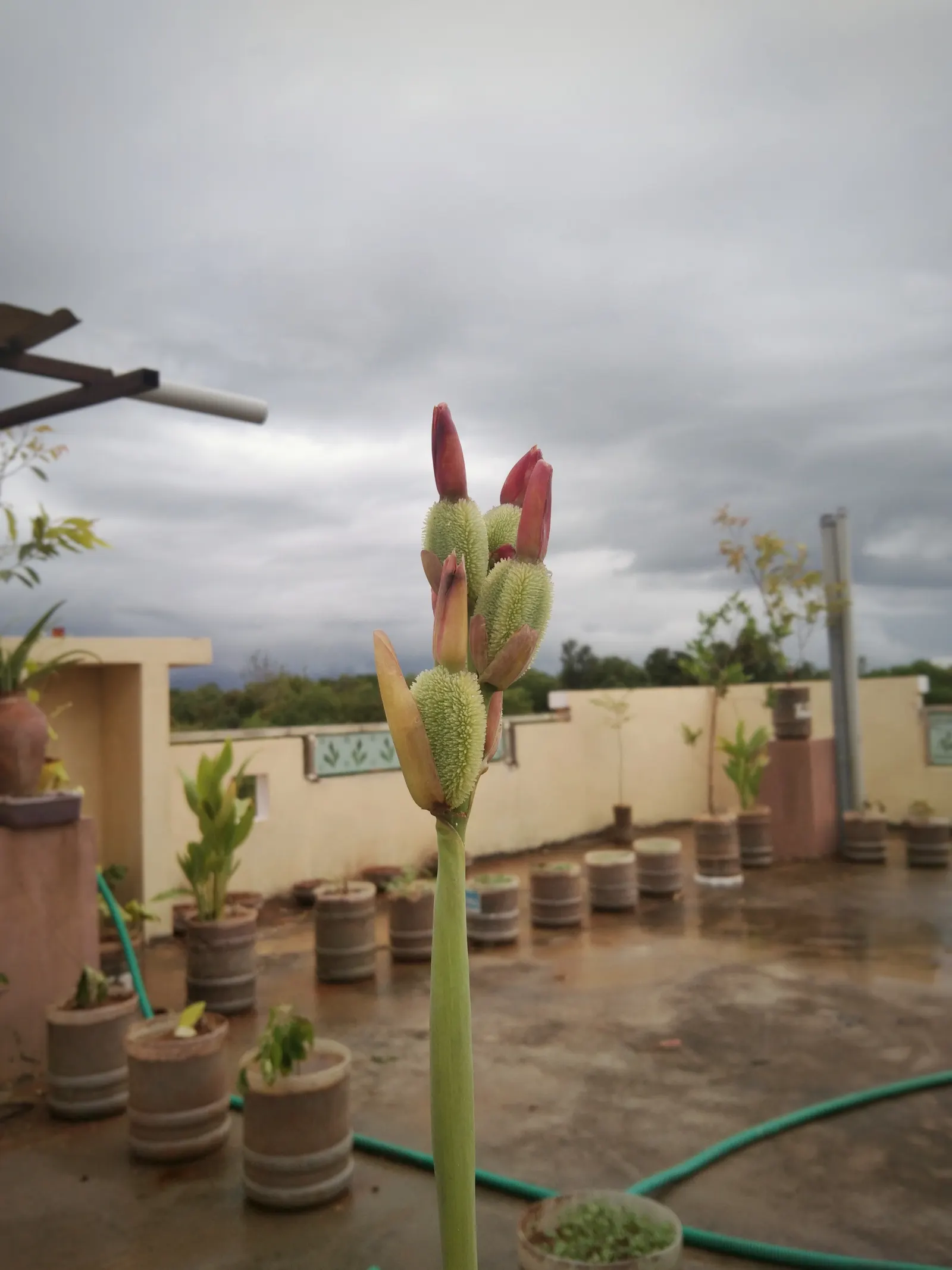 Canna (Canna X Generalis) — particularly during dry spells; is a striking ornamental plant that brings a splash of tropical flair to any landscape, image 72