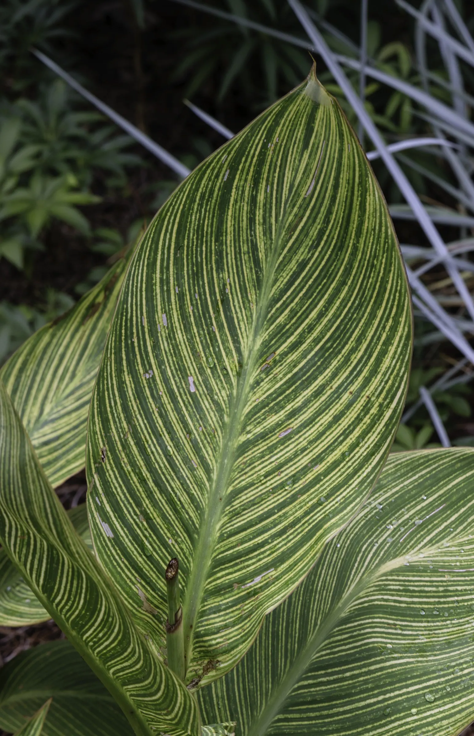 Canna (Canna X Generalis) — commonly known as Canna Lily; thriving in full sun to partial shade, they require moist, well-drained soil, image 79