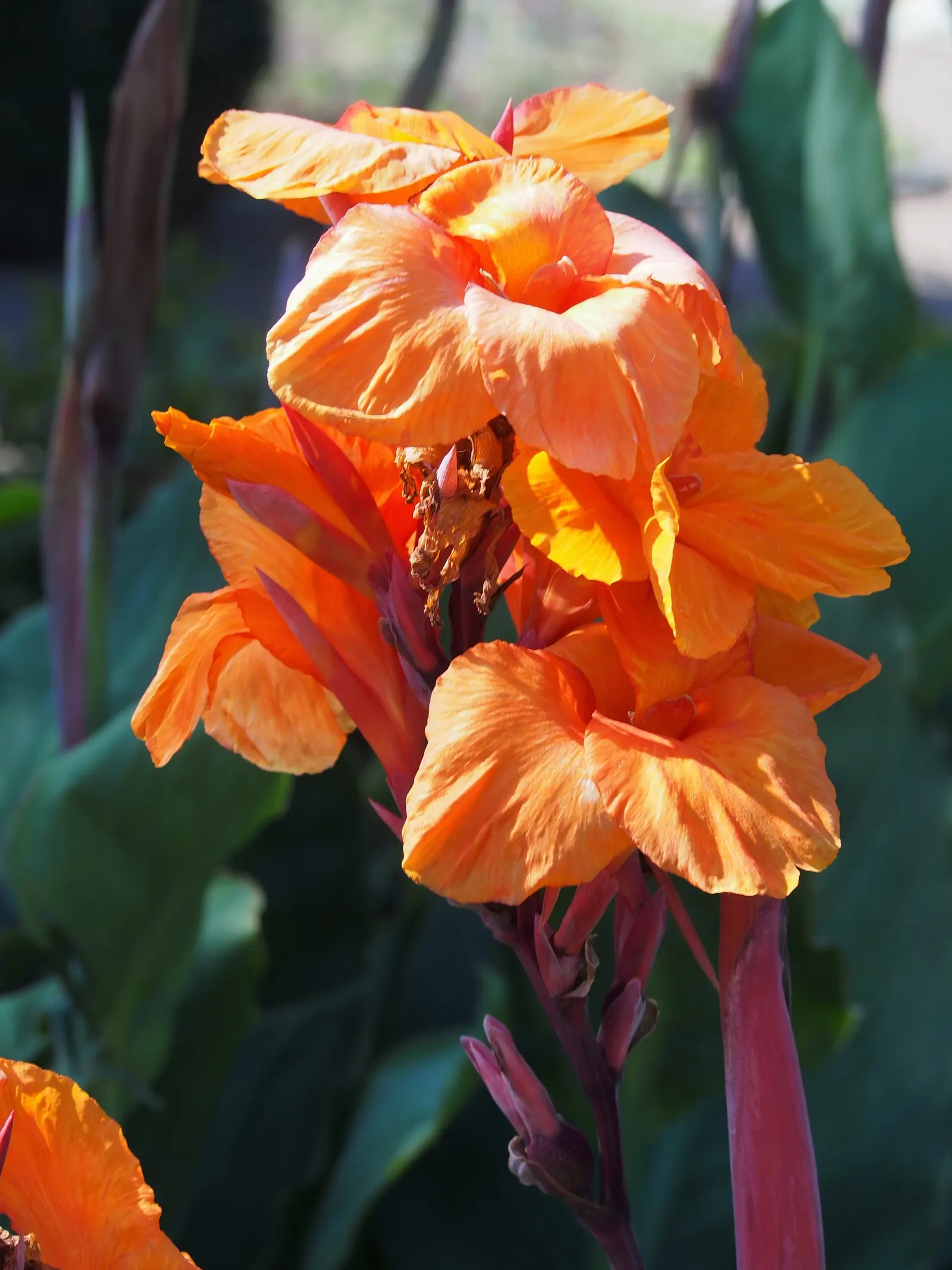 Canna (Canna X Generalis) — The leaves are large and paddle-shaped; commonly referred to as the canna lily, image 61