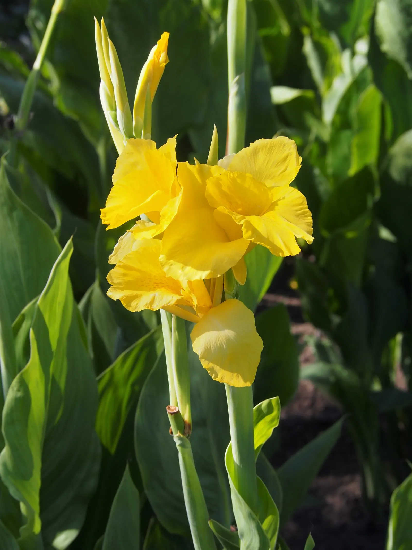Canna (Canna X Generalis) — These robust perennials thrive in USDA hardiness zones 7 to 10, preferring full sun to partial shade; they require, image 70