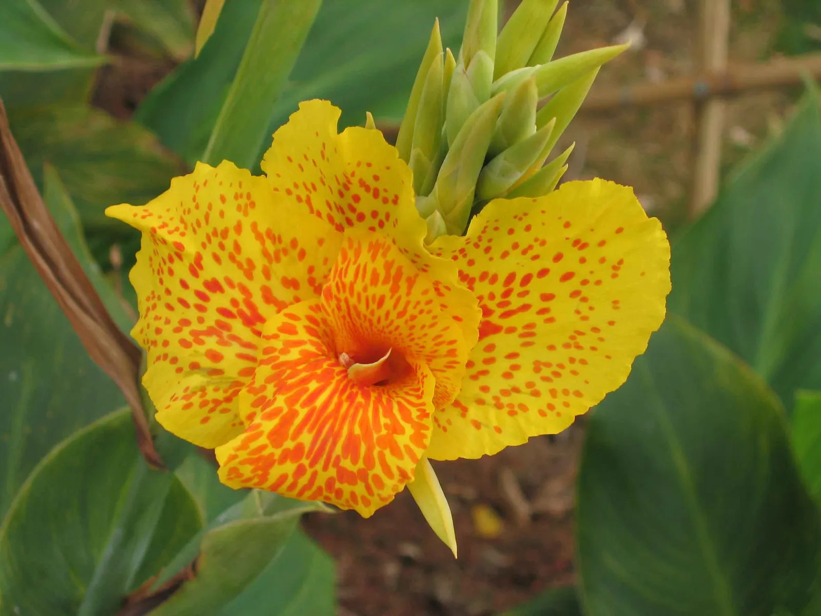 Canna (Canna X Generalis) — These robust perennials thrive in USDA hardiness zones 7 to 10, preferring full sun to partial shade; they require, image 96