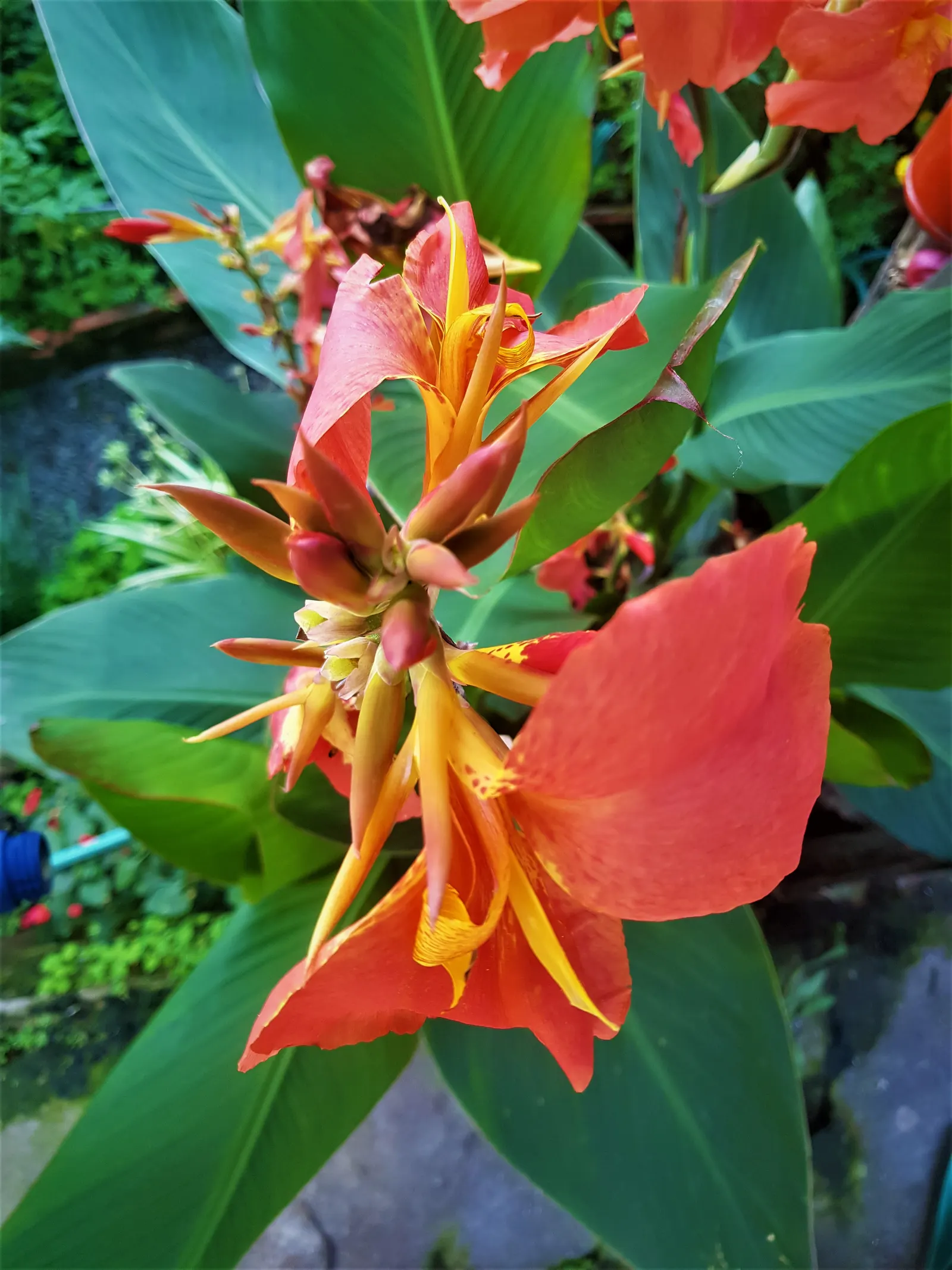 Canna (Canna X Generalis) — red flowers in the garden