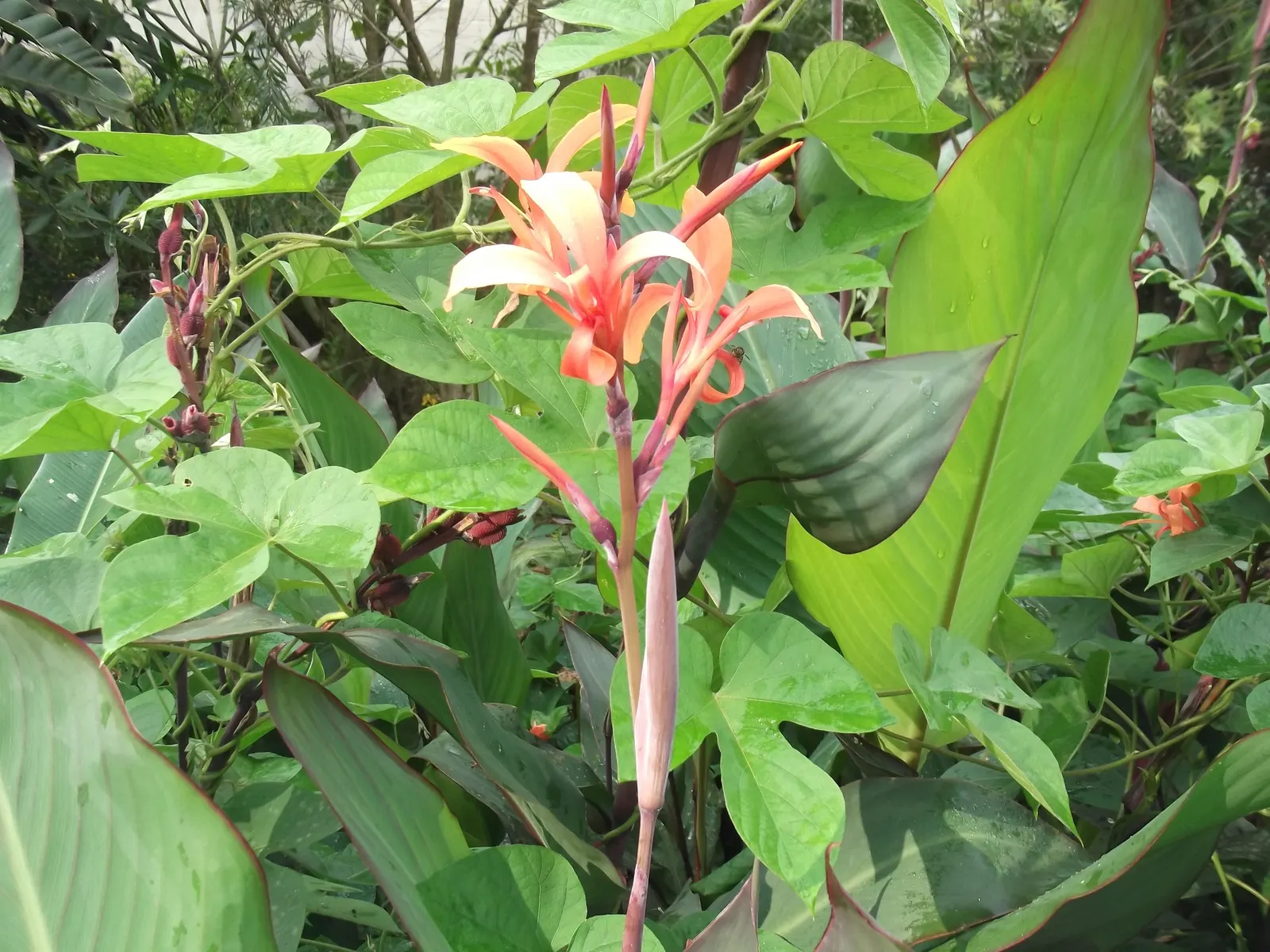 Canna (Canna X Generalis) — perennial with red blooms; each flower intricately spotted or speckled, image 129
