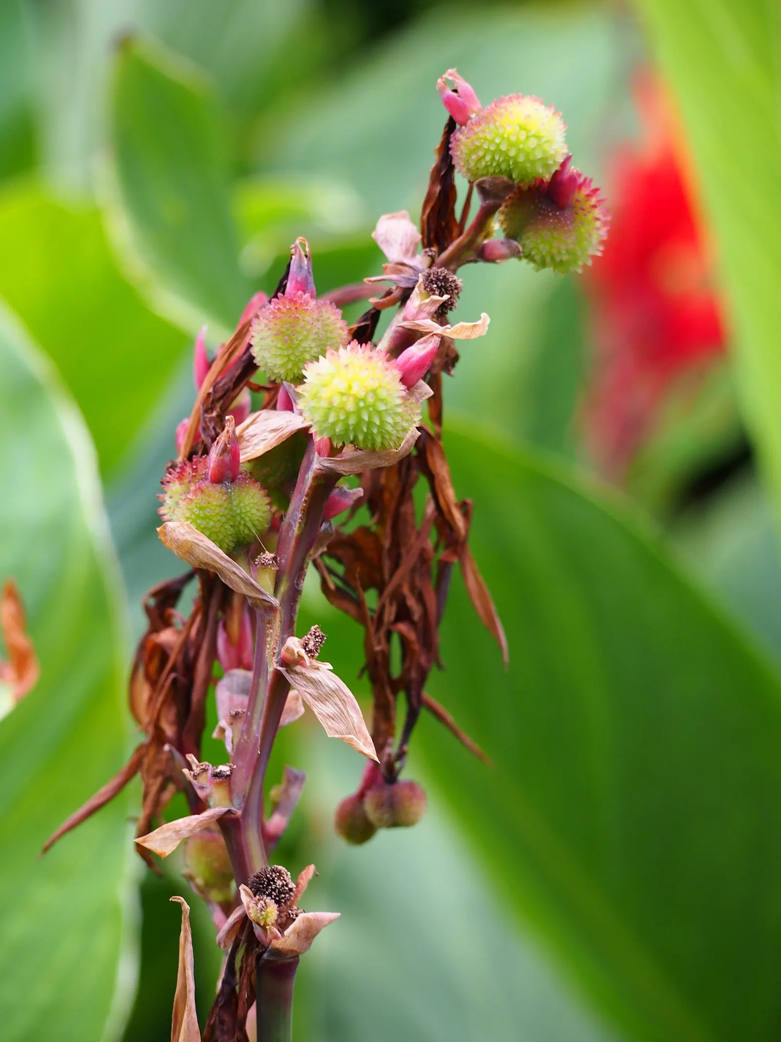 Canna (Canna X Generalis) — often boasting hues of green to bronze and even variegated stripes; the Canna produces blossoms in a palette of red, image 62