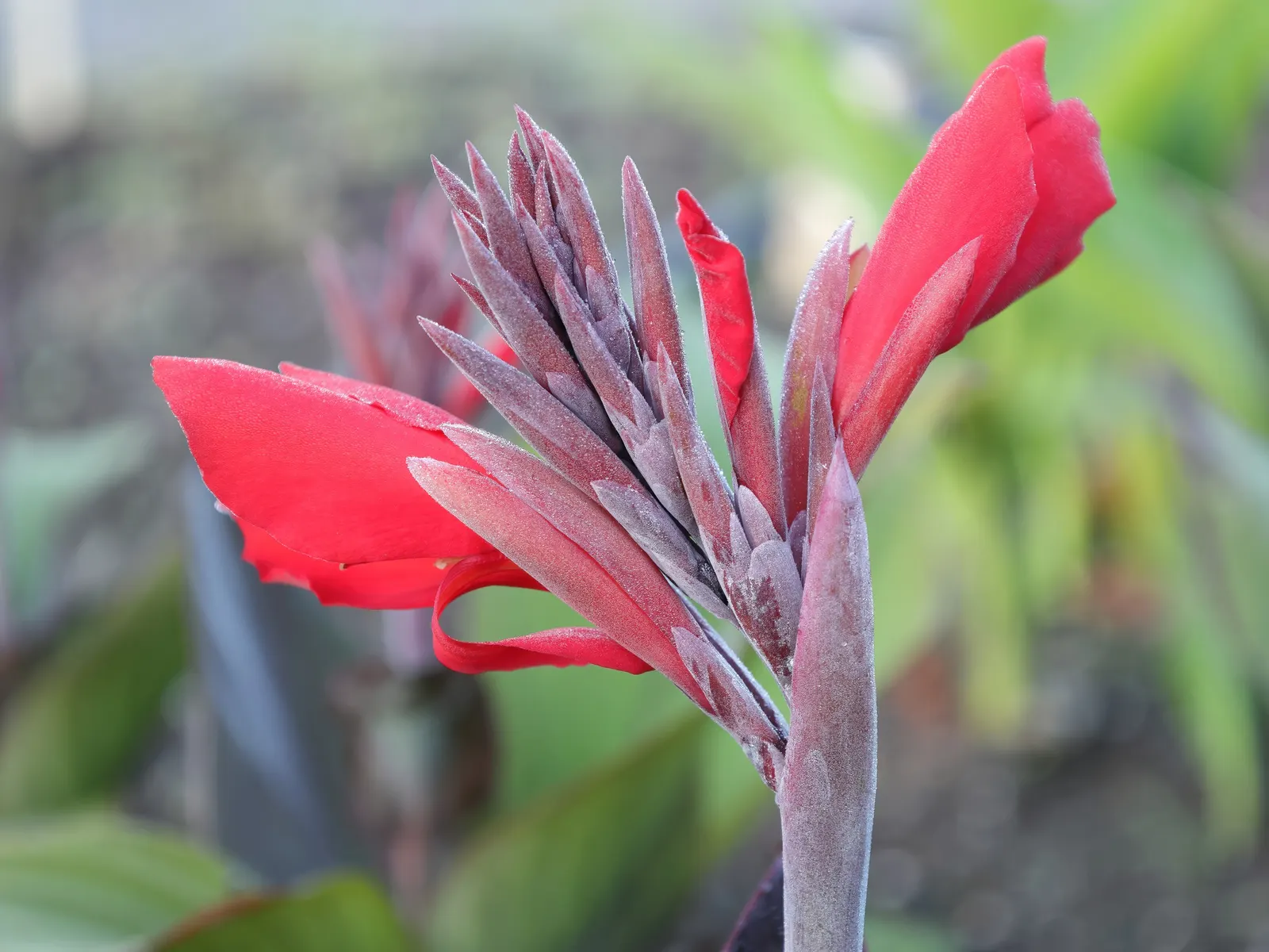 Canna (Canna X Generalis) — particularly during dry spells