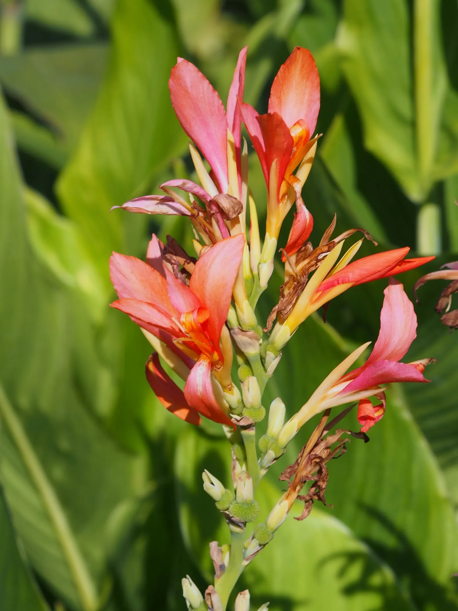 Canna (Canna X Generalis) — particularly during dry spells; is a striking ornamental plant that brings a splash of tropical flair to any landscape, image 98