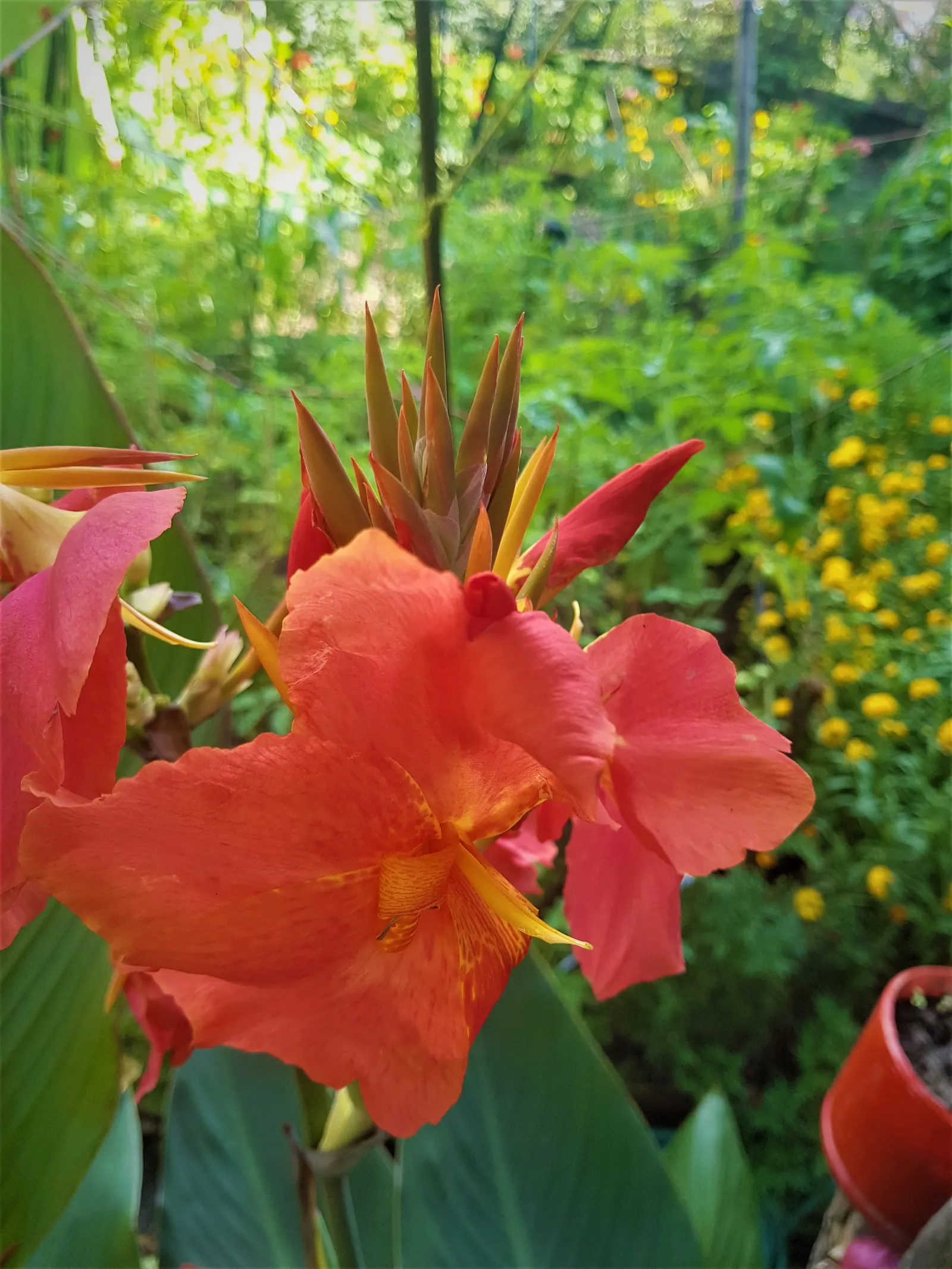 Canna (Canna X Generalis) — is a striking ornamental plant that brings a splash of tropical flair to any landscape design; particularly during dry spells