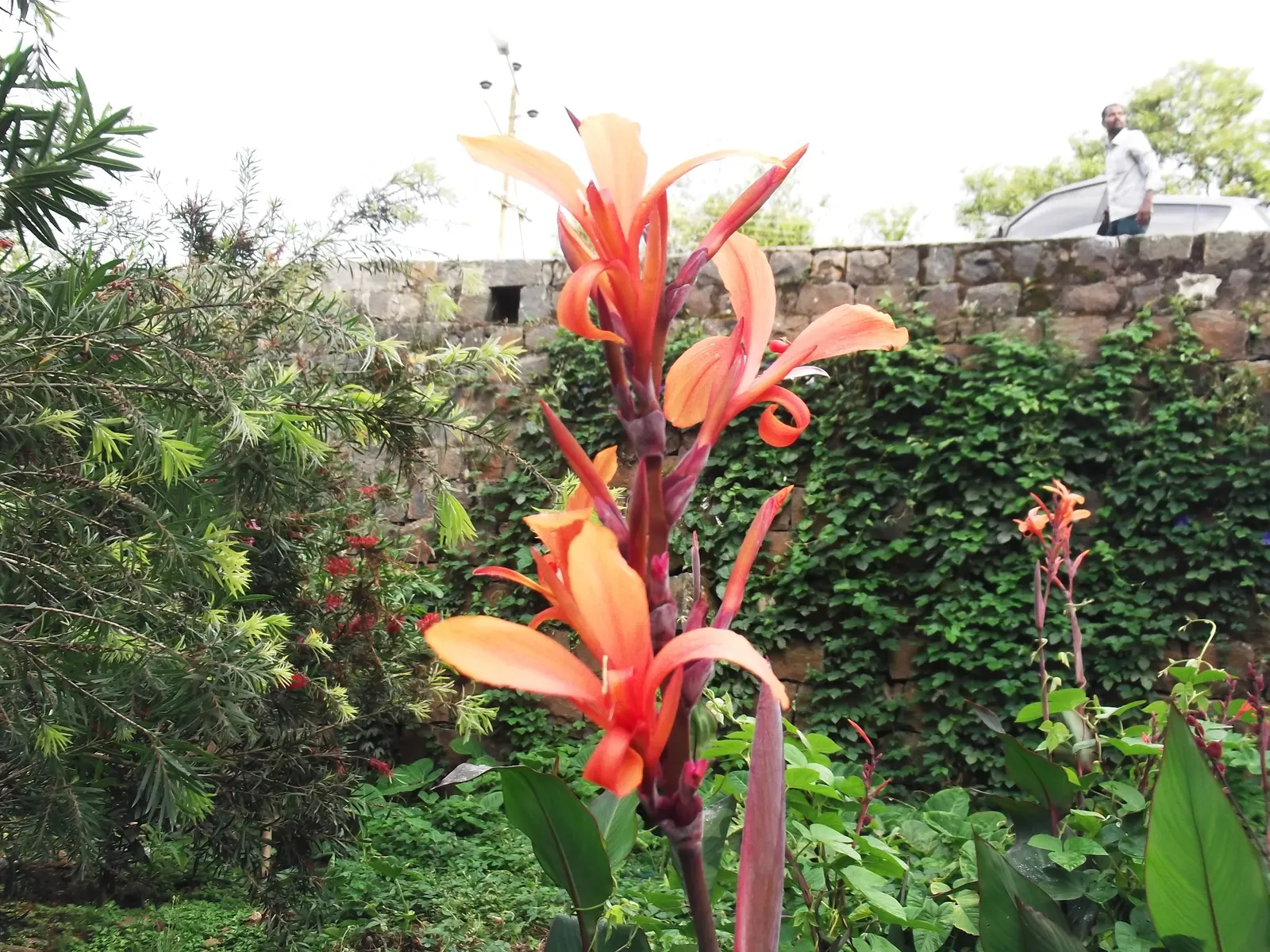 Canna (Canna X Generalis) — often boasting hues of green to bronze and even variegated stripes; the Canna produces blossoms in a palette of red, image 88