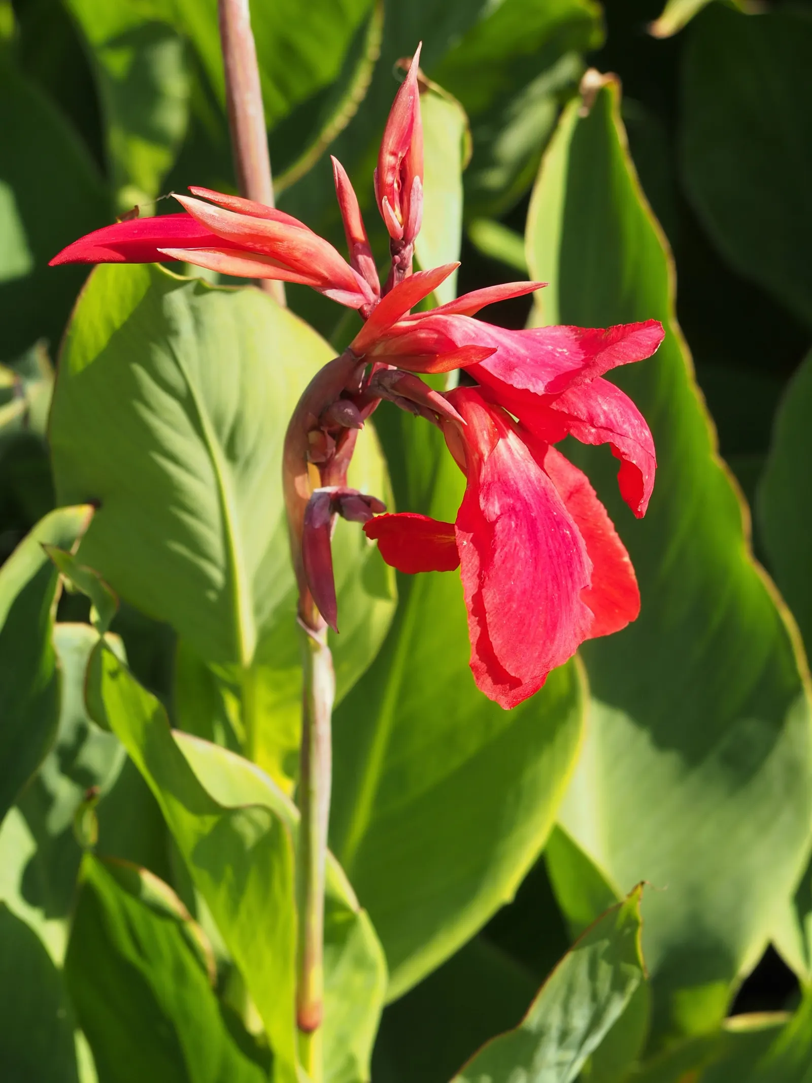 Canna (Canna X Generalis) — The leaves are large and paddle-shaped; commonly referred to as the canna lily, image 139