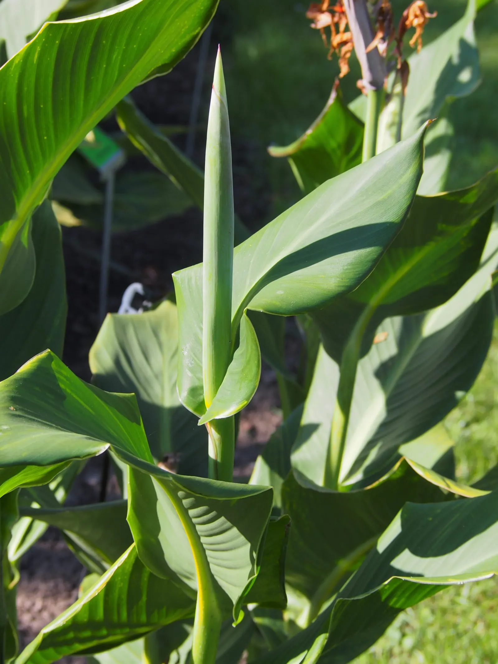 Canna (Canna X Generalis) — which make them a visual centerpiece in garden beds; their rhizomatous root system enables easy propagation, image 89