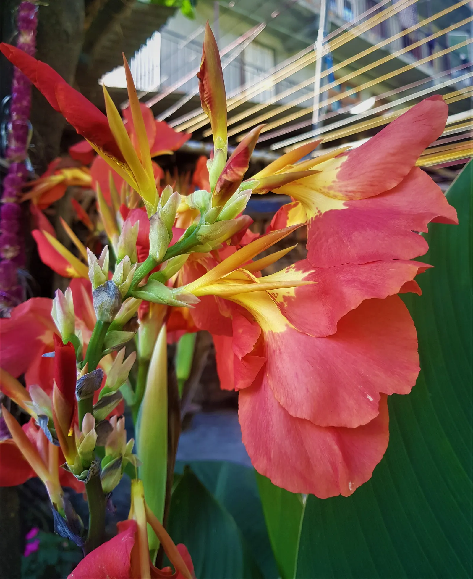 Canna (Canna X Generalis) — commonly referred to as the canna lily; commonly known as Canna Lily, image 138