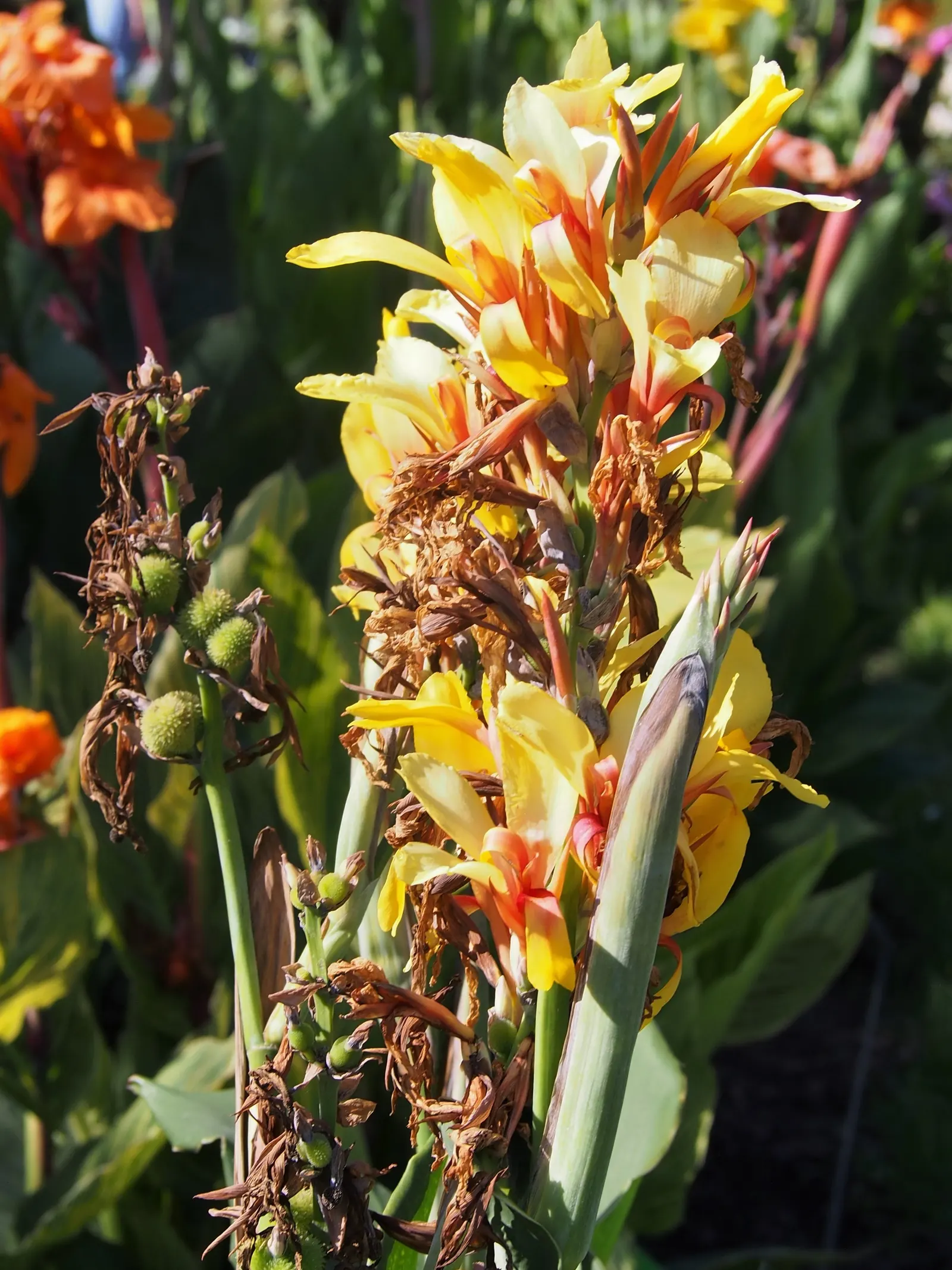 Canna (Canna X Generalis) — with a spread of 1.5 to 3 feet.<br><br>Flowering from mid-summer to the first frost