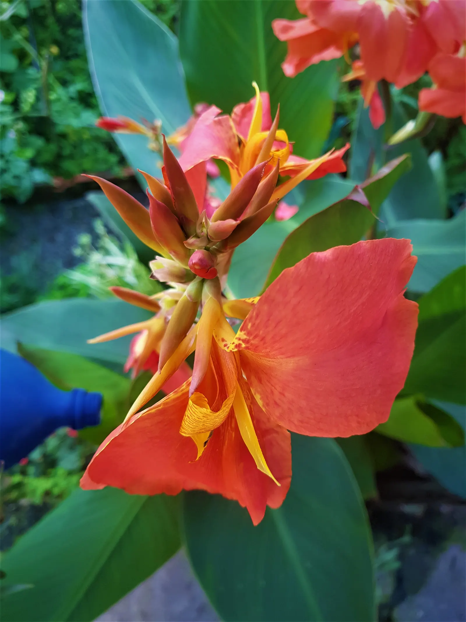 Canna (Canna X Generalis) — making them an economical and enduring choice.<br><br>Note: Measurements provided are in imperial units; tropical, image 101