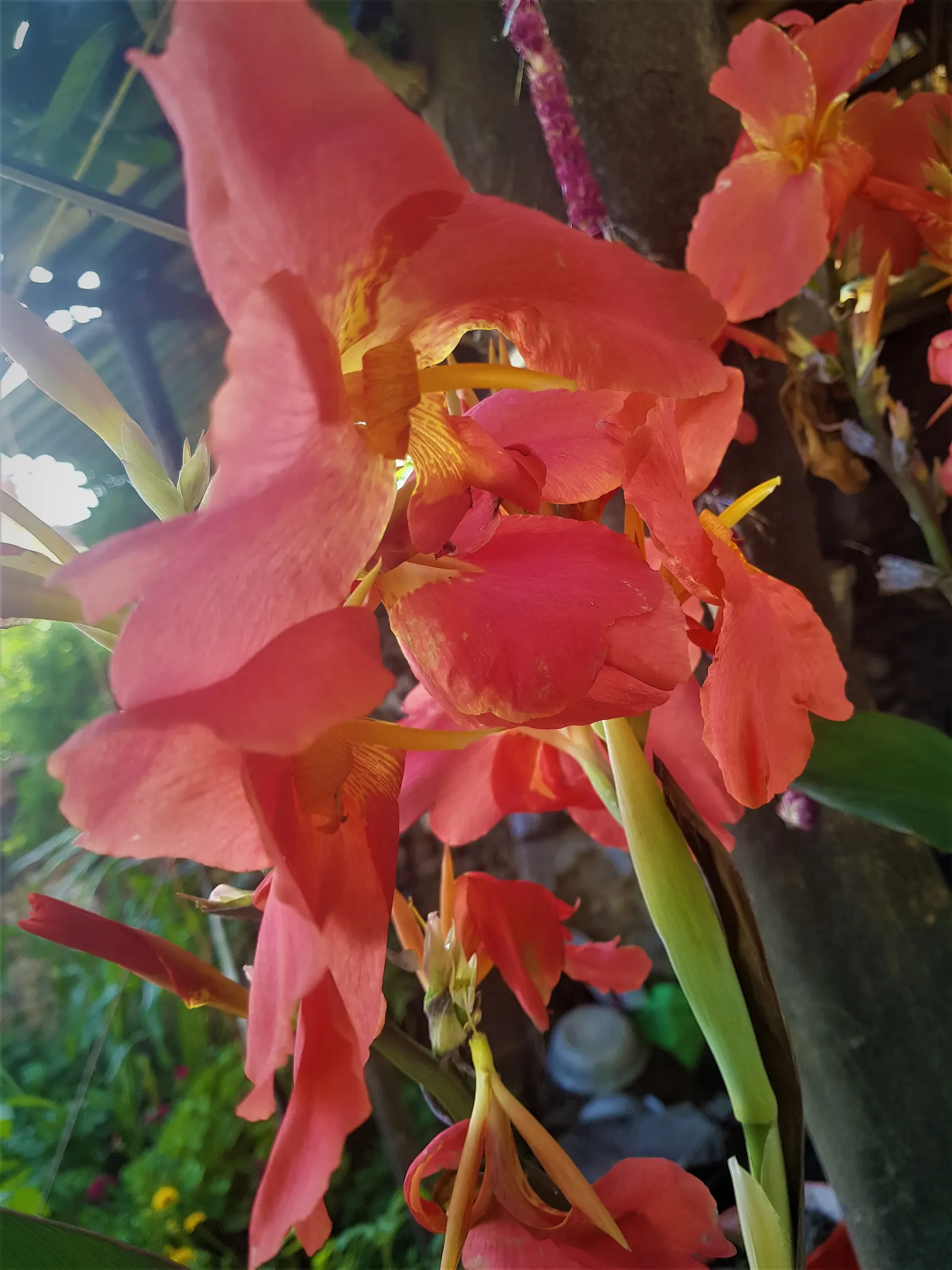 Canna (Canna X Generalis) — is a striking ornamental plant that brings a splash of tropical flair to any landscape design; particularly during dry, image 85