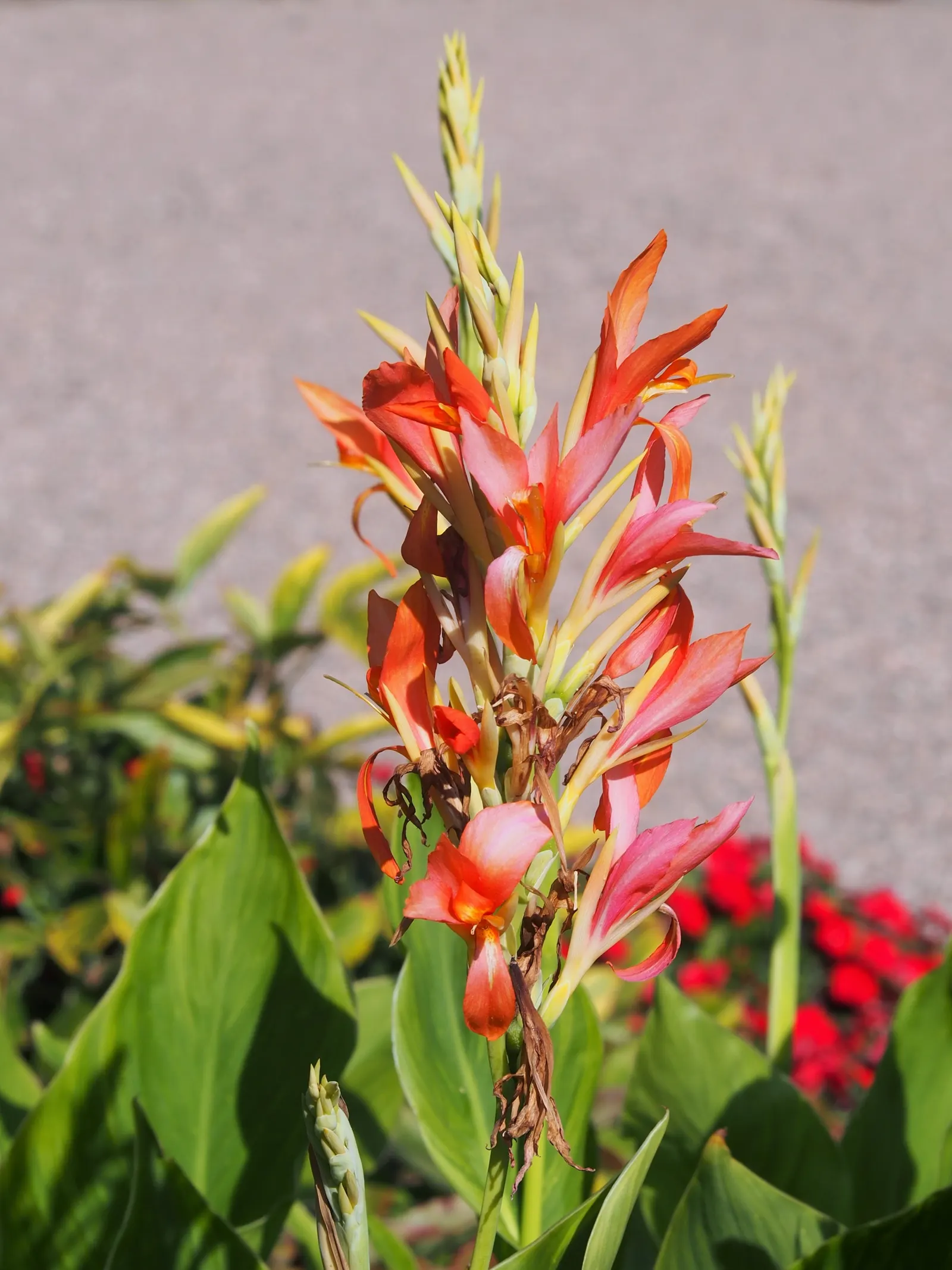 Canna (Canna X Generalis) — Cannas offer year-round interest due to their perennial nature; with a spread of 1.5 to 3 feet.<br><br>Flowering from, image 125