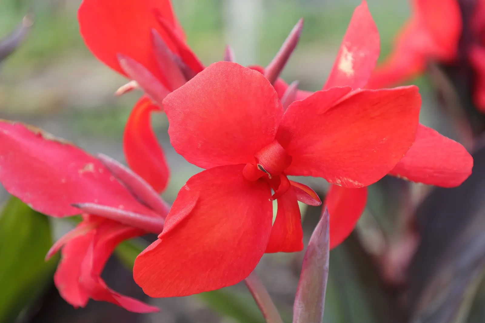 Canna (Canna X Generalis) — perennial for full or half
