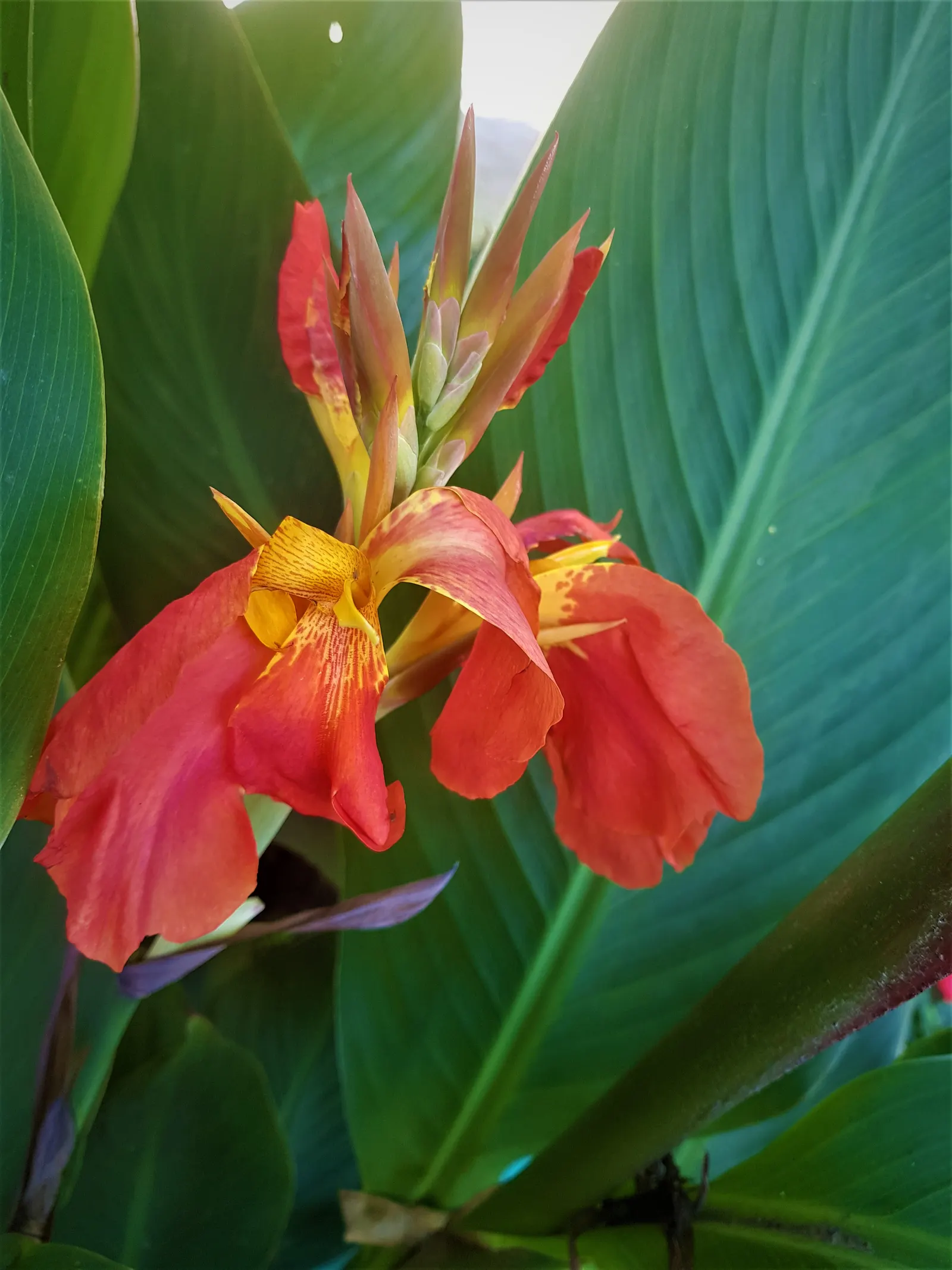 Canna (Canna X Generalis) — the Canna produces blossoms in a palette of red; red flowers in the garden